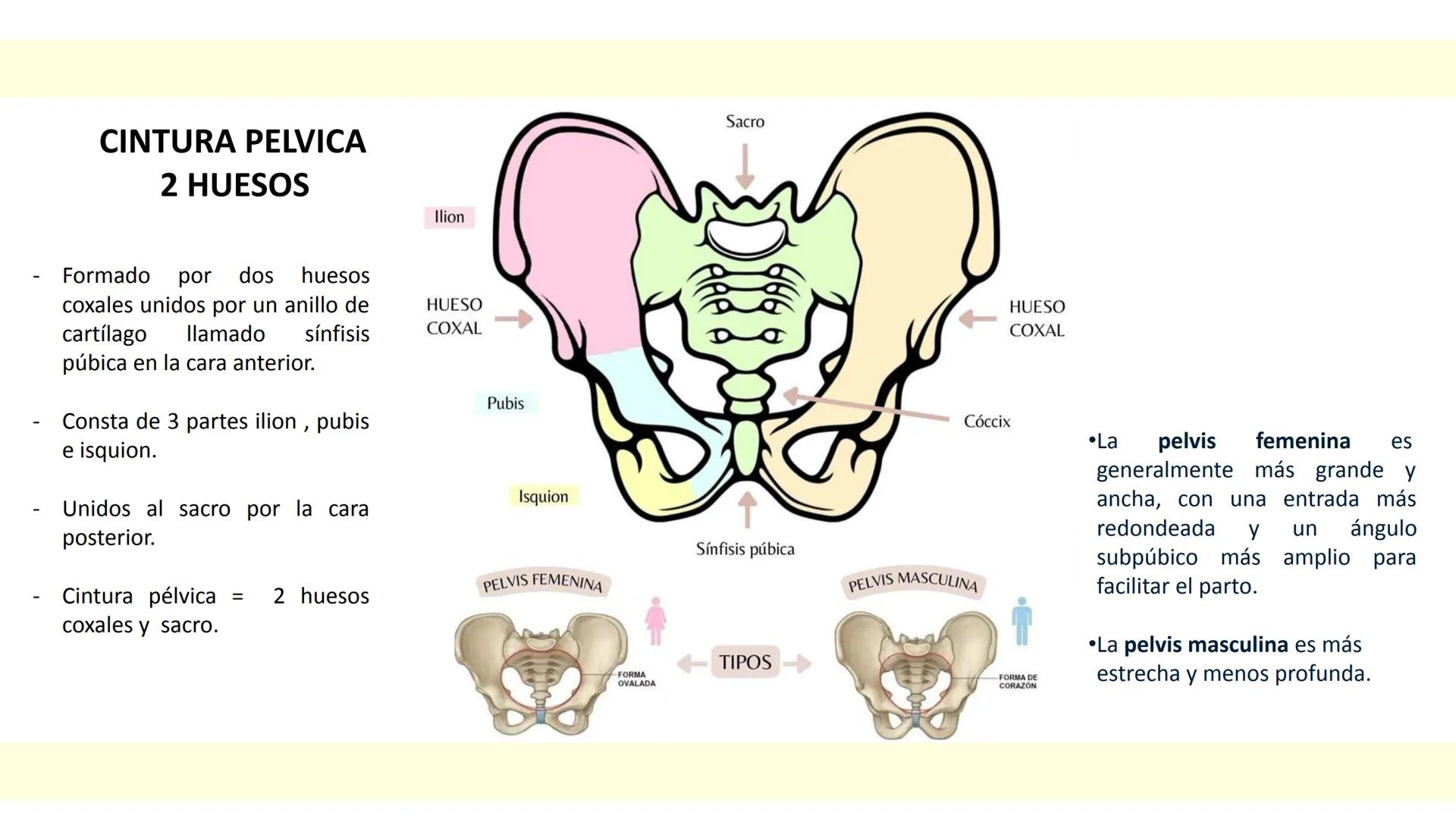# SISTEMA ÓSEO Es una compleja estructura compuesta por los huesos del
esqueleto humano, los cartílagos, los ligamentos y
los tendones.
Cad