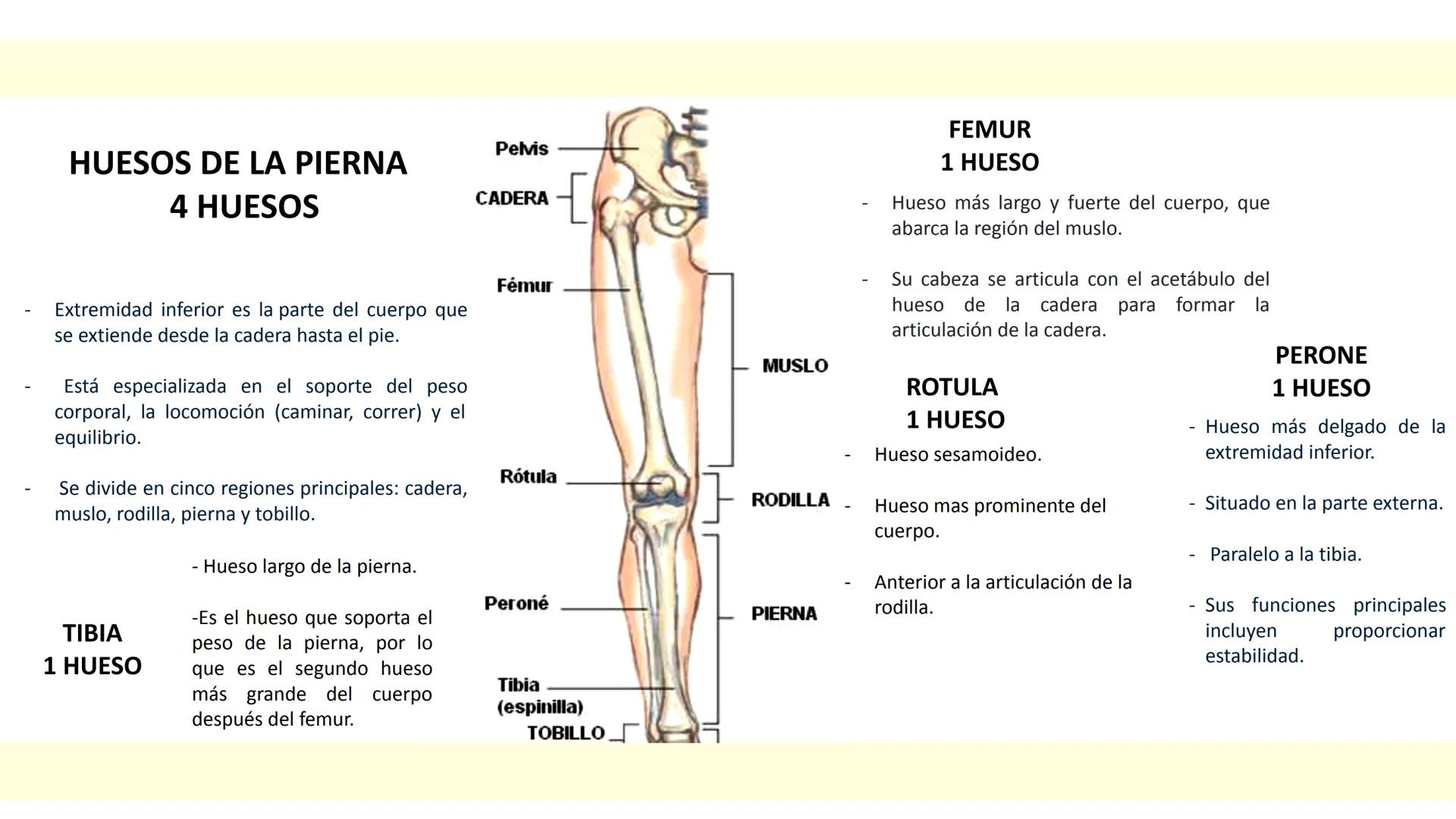 # SISTEMA ÓSEO Es una compleja estructura compuesta por los huesos del
esqueleto humano, los cartílagos, los ligamentos y
los tendones.
Cad