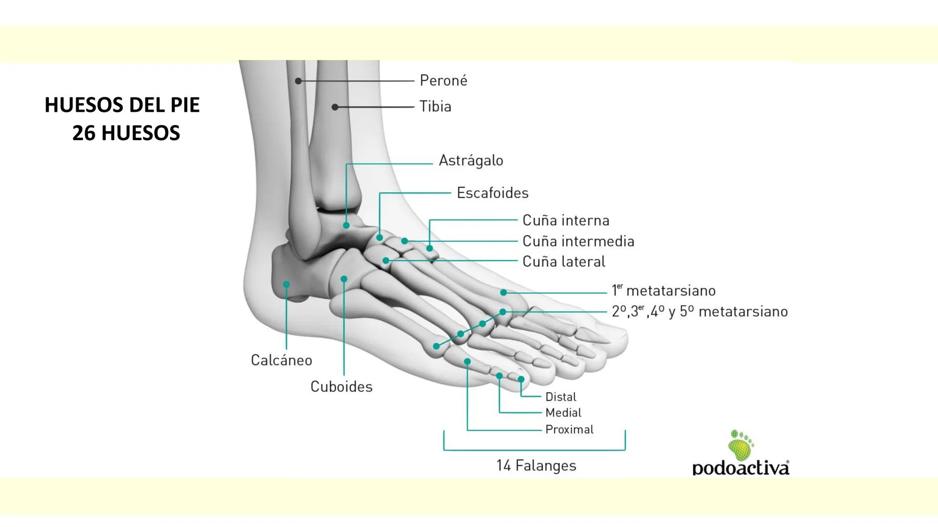 # SISTEMA ÓSEO Es una compleja estructura compuesta por los huesos del
esqueleto humano, los cartílagos, los ligamentos y
los tendones.
Cad