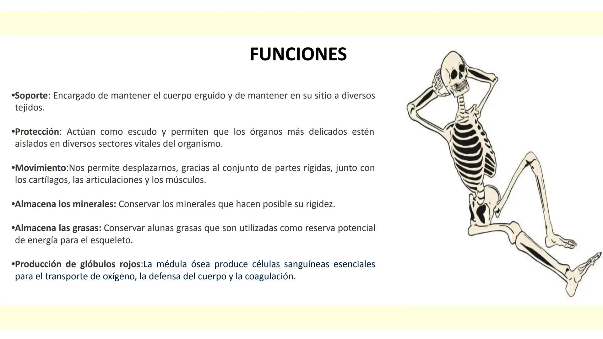 # SISTEMA ÓSEO Es una compleja estructura compuesta por los huesos del
esqueleto humano, los cartílagos, los ligamentos y
los tendones.
Cad