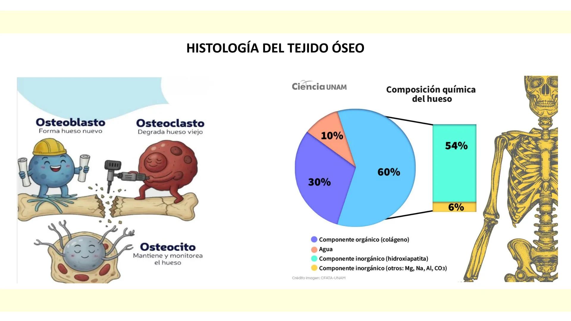 # SISTEMA ÓSEO Es una compleja estructura compuesta por los huesos del
esqueleto humano, los cartílagos, los ligamentos y
los tendones.
Cad