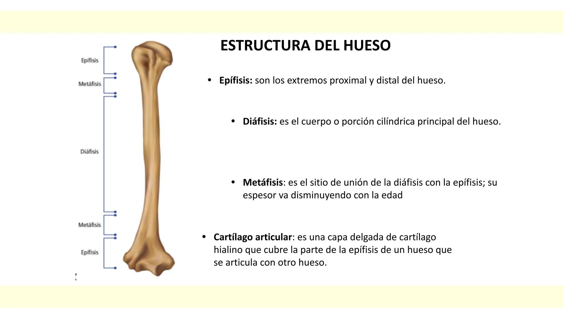 # SISTEMA ÓSEO Es una compleja estructura compuesta por los huesos del
esqueleto humano, los cartílagos, los ligamentos y
los tendones.
Cad