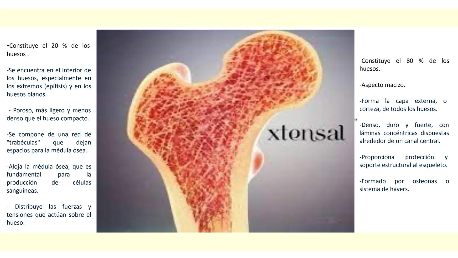 # SISTEMA ÓSEO Es una compleja estructura compuesta por los huesos del
esqueleto humano, los cartílagos, los ligamentos y
los tendones.
Cad