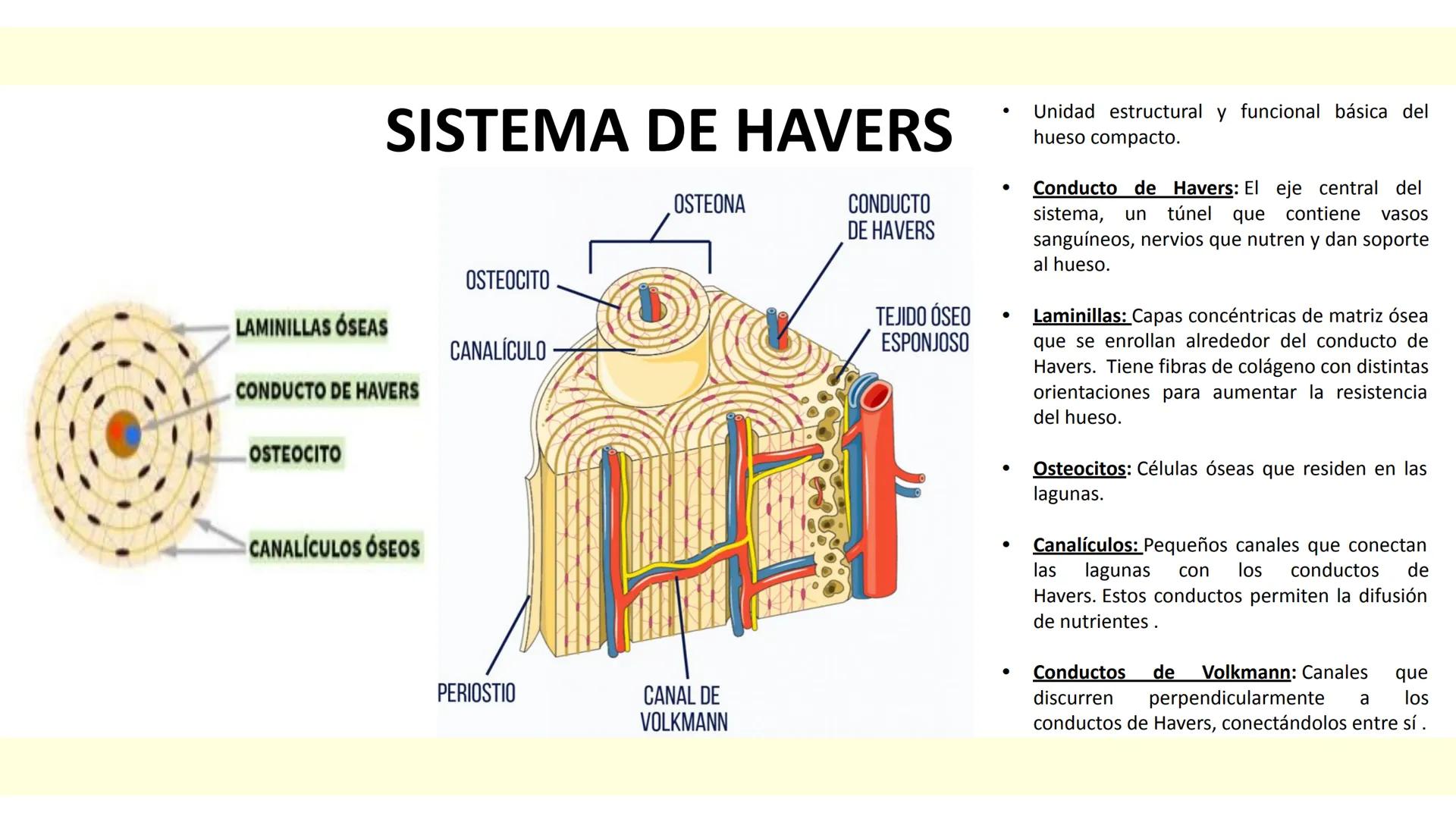 # SISTEMA ÓSEO Es una compleja estructura compuesta por los huesos del
esqueleto humano, los cartílagos, los ligamentos y
los tendones.
Cad
