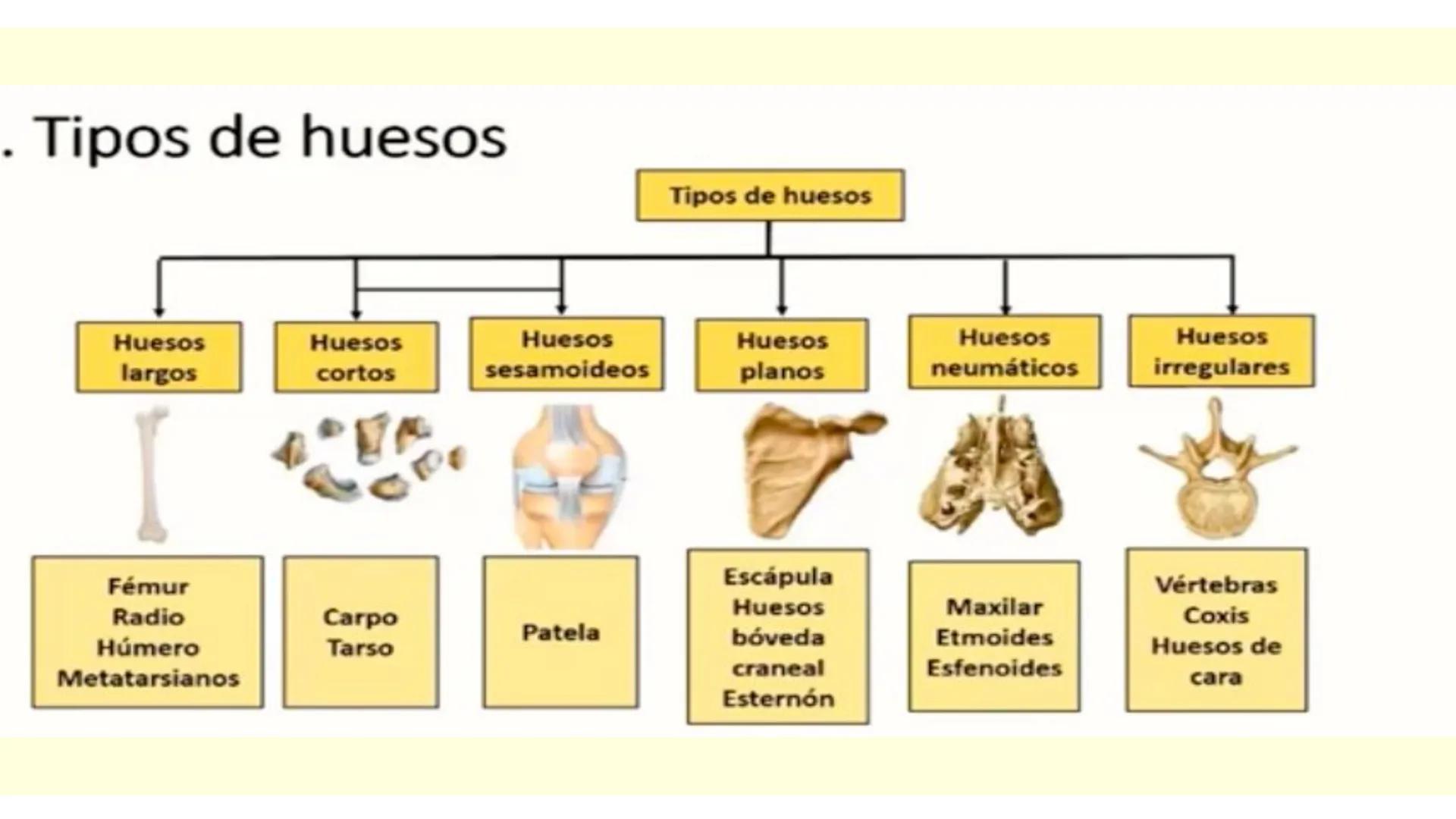 # SISTEMA ÓSEO Es una compleja estructura compuesta por los huesos del
esqueleto humano, los cartílagos, los ligamentos y
los tendones.
Cad