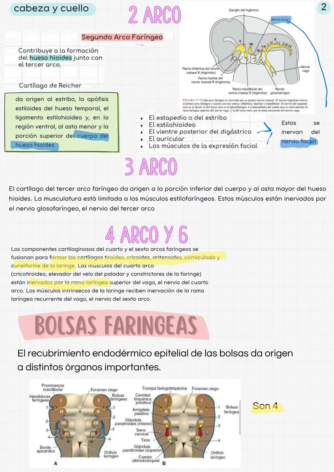 # cabeza y cuello
01
Mesénquima
derivado del
Mesodermo
paraaxial y
lateral
ESTRUCTURAS DE LA
REGIÓN CEFALICA
02
J
Las células de la
Cr