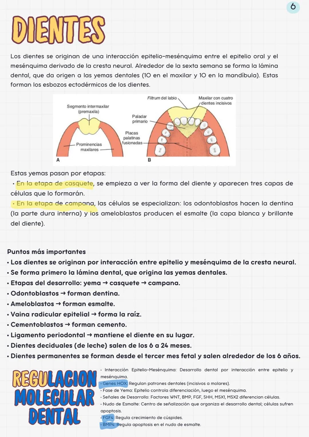 # cabeza y cuello
01
Mesénquima
derivado del
Mesodermo
paraaxial y
lateral
ESTRUCTURAS DE LA
REGIÓN CEFALICA
02
J
Las células de la
Cr