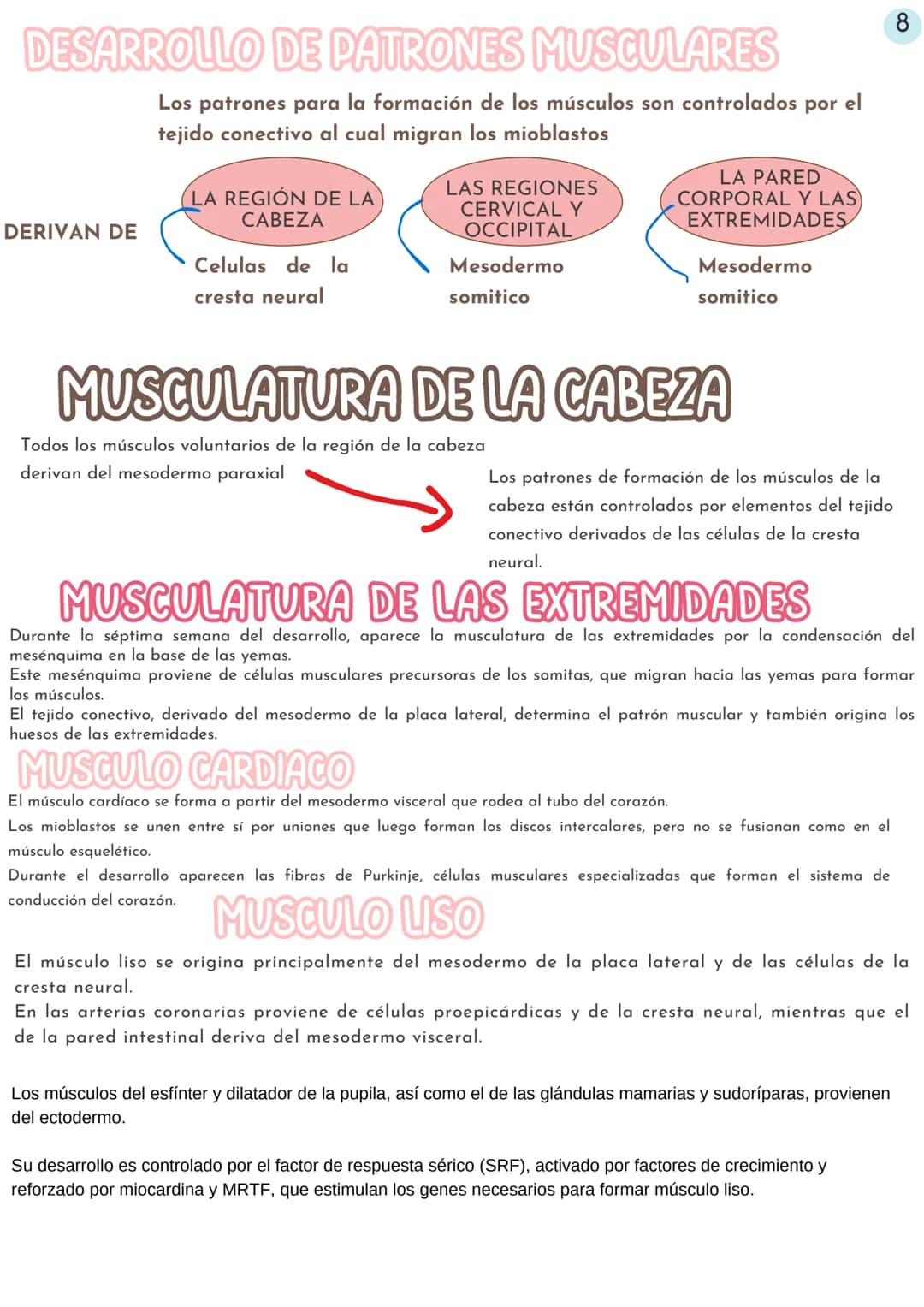 # cabeza y cuello
01
Mesénquima
derivado del
Mesodermo
paraaxial y
lateral
ESTRUCTURAS DE LA
REGIÓN CEFALICA
02
J
Las células de la
Cr