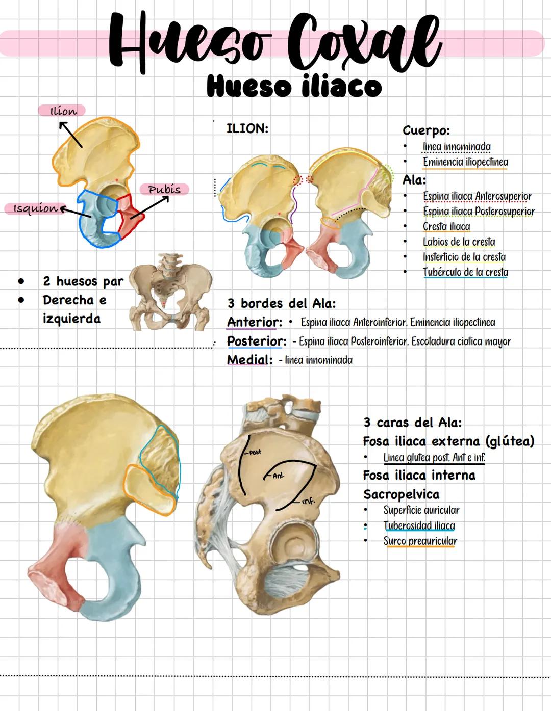 # Hueso Coxal
Hueso iliaco
Ilion
ILION:
Cuerpo:
* linea innominada
* Eminencia iliopectinea
Ala:
* Espina iliaca Anterosuperior