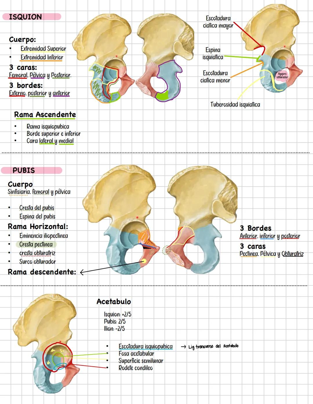 # Hueso Coxal
Hueso iliaco
Ilion
ILION:
Cuerpo:
* linea innominada
* Eminencia iliopectinea
Ala:
* Espina iliaca Anterosuperior