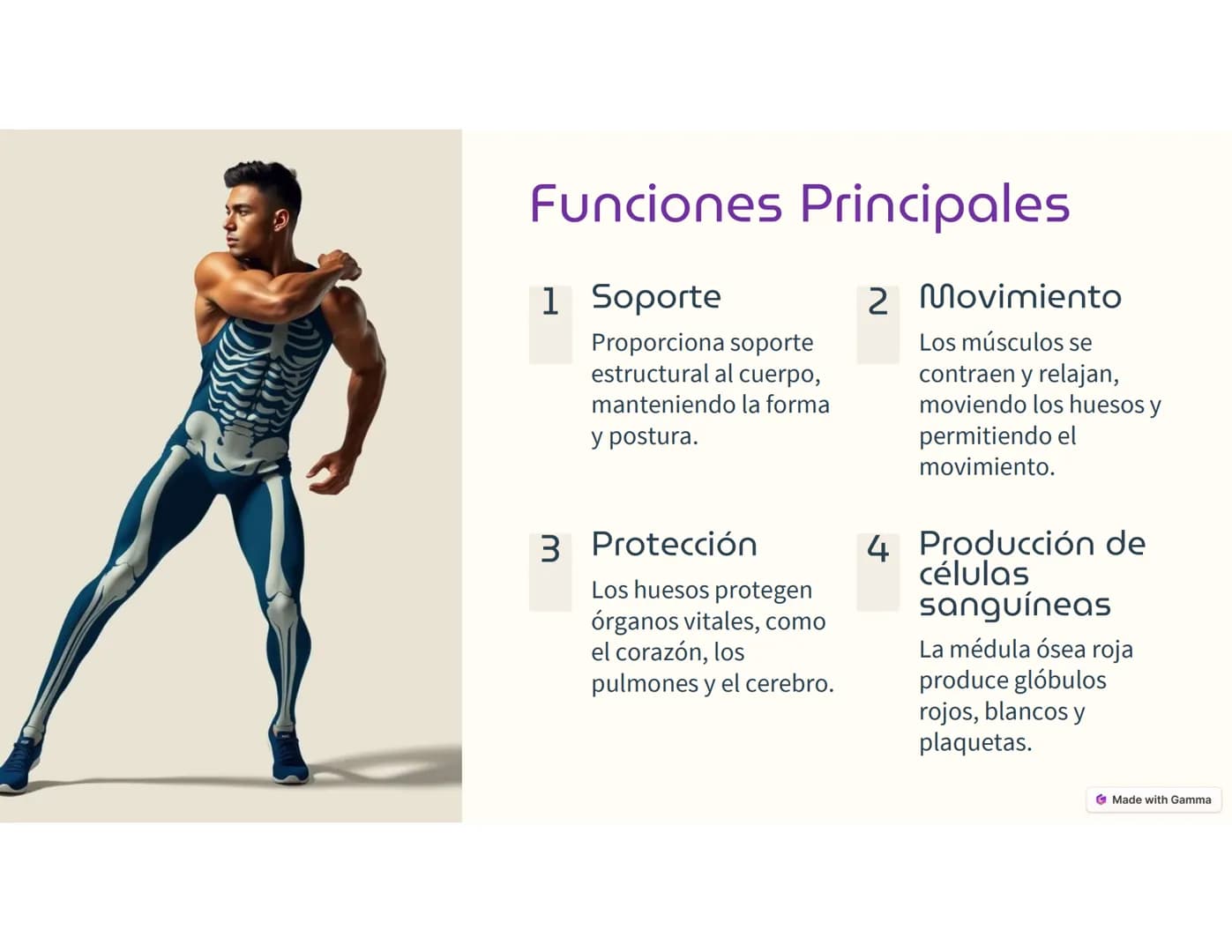 Sistema
Músculo -Esquelético
Ο
El sistema musculoesquelético, o
también llamado sistema locomotor,
es el marco del cuerpo humano.
Está c
