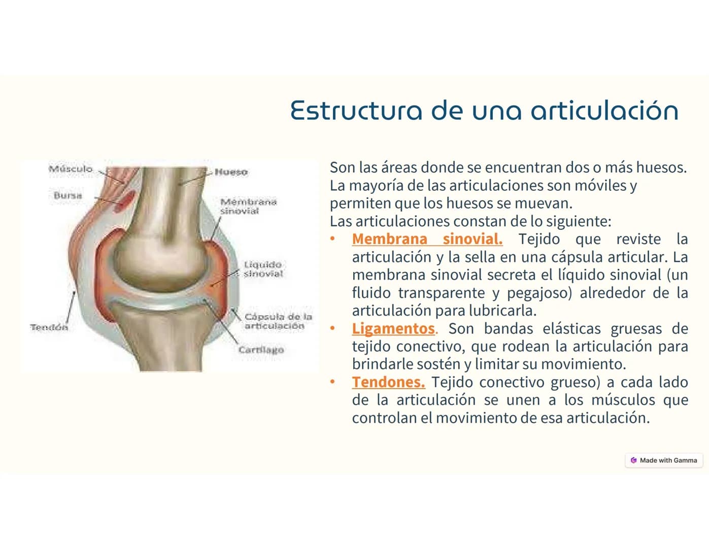 Sistema
Músculo -Esquelético
Ο
El sistema musculoesquelético, o
también llamado sistema locomotor,
es el marco del cuerpo humano.
Está c