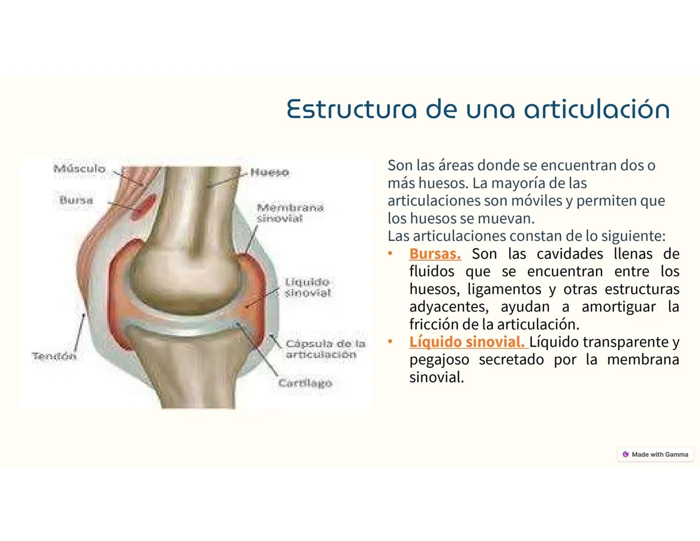 Sistema
Músculo -Esquelético
Ο
El sistema musculoesquelético, o
también llamado sistema locomotor,
es el marco del cuerpo humano.
Está c