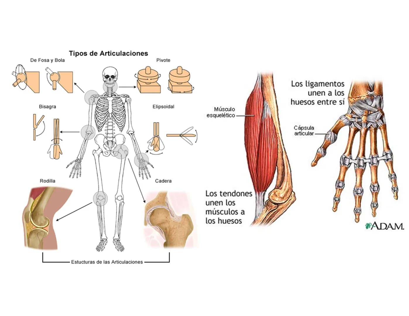 Sistema
Músculo -Esquelético
Ο
El sistema musculoesquelético, o
también llamado sistema locomotor,
es el marco del cuerpo humano.
Está c