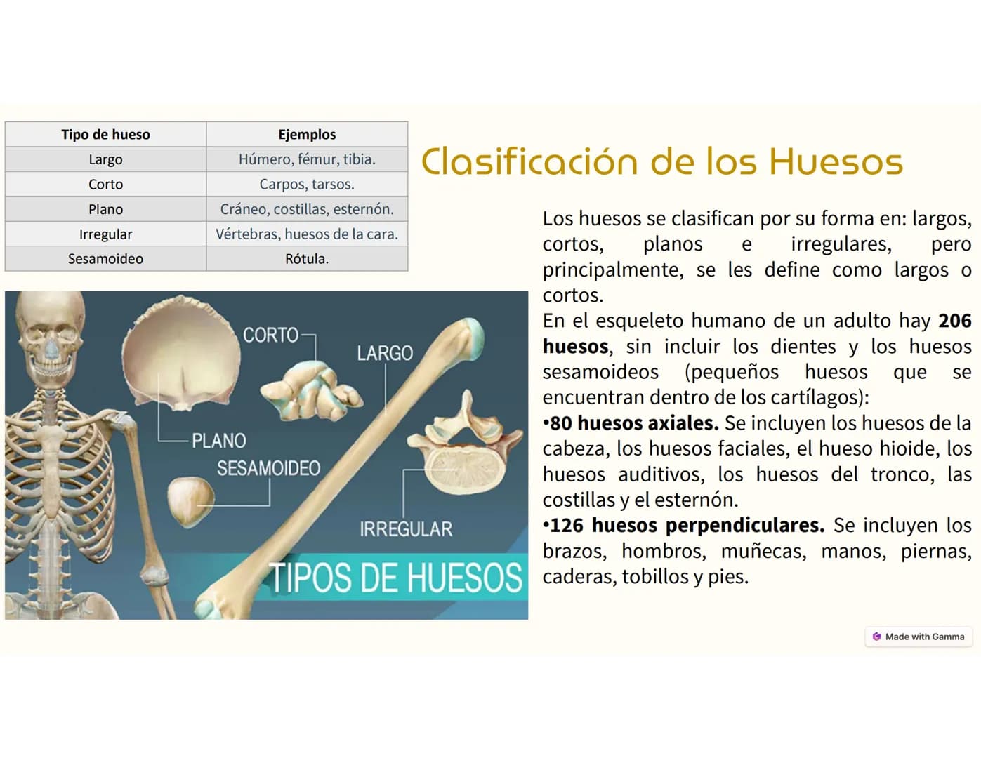 Sistema
Músculo -Esquelético
Ο
El sistema musculoesquelético, o
también llamado sistema locomotor,
es el marco del cuerpo humano.
Está c