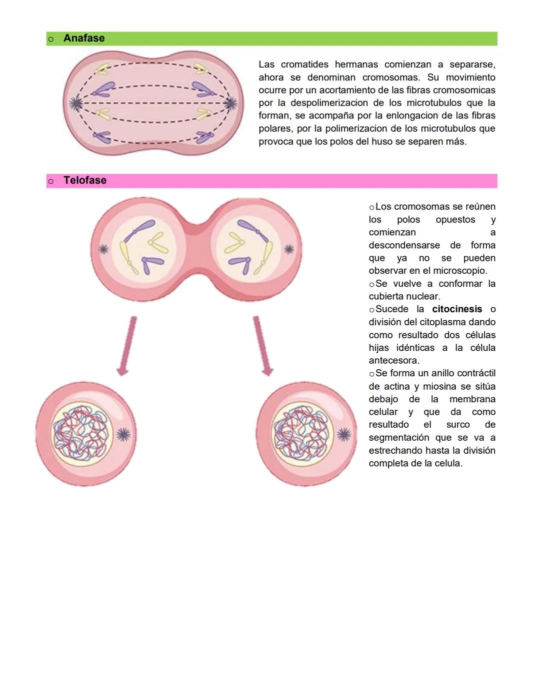 Santiago Lopez Bryan Andryk 1°l
TERMINOLOGIA:
Célula somática: cualquier célula del cuerpo de un organismo que no es una célula germinal (