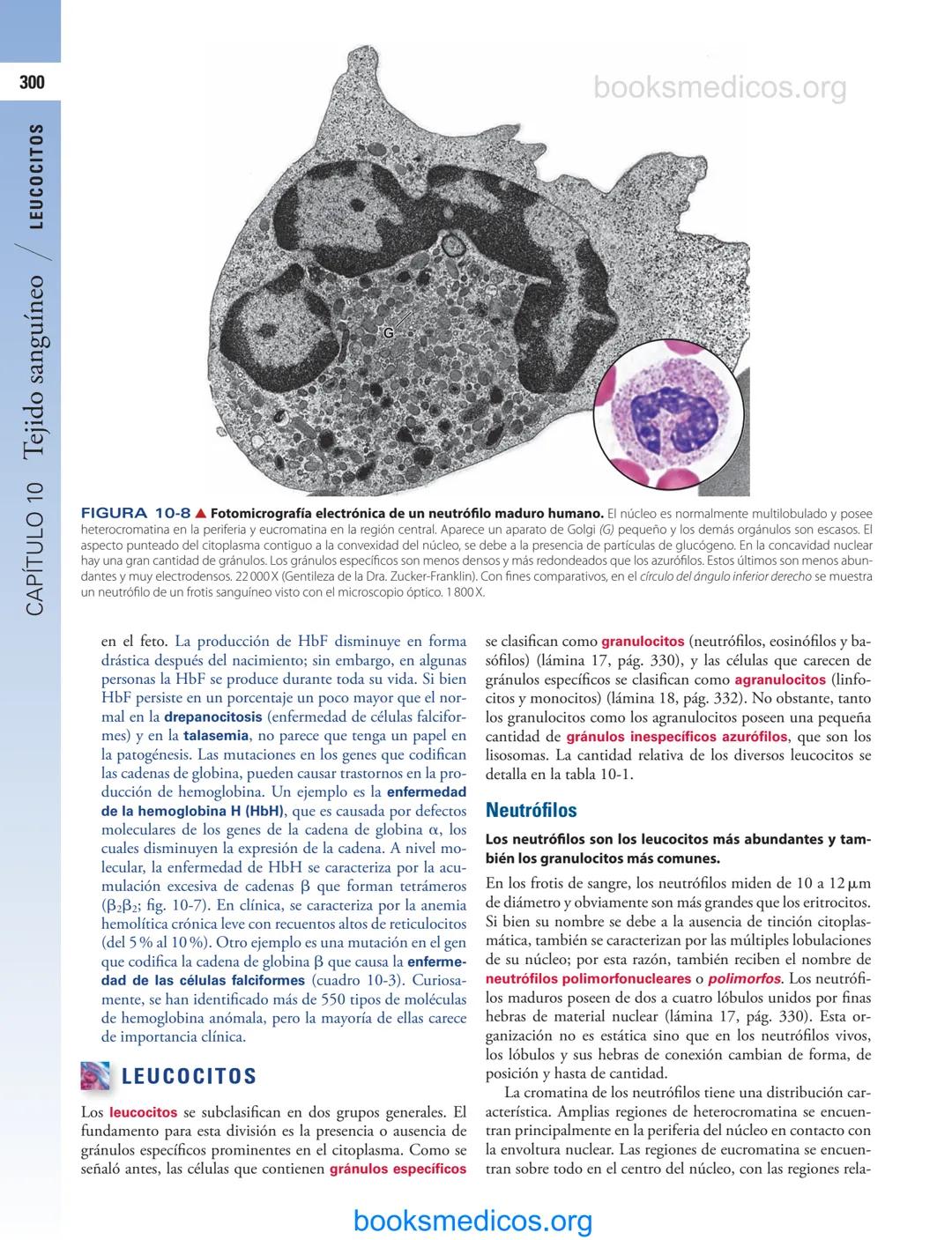 # 10
Tejido sanguíneo
sme
GENERALIDADES DE LA SANGRE/291
PLASMA/292
ERITROCITOS/294
LEUCOCITOS/300
Neutrófilos/300
Eosinófilos/307