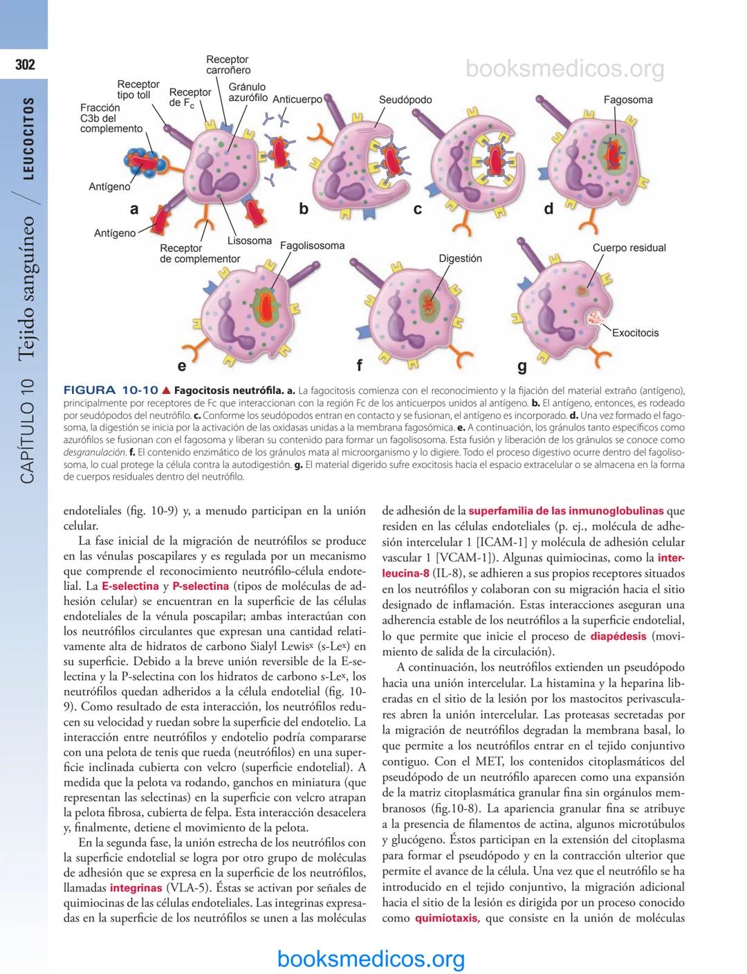 # 10
Tejido sanguíneo
sme
GENERALIDADES DE LA SANGRE/291
PLASMA/292
ERITROCITOS/294
LEUCOCITOS/300
Neutrófilos/300
Eosinófilos/307