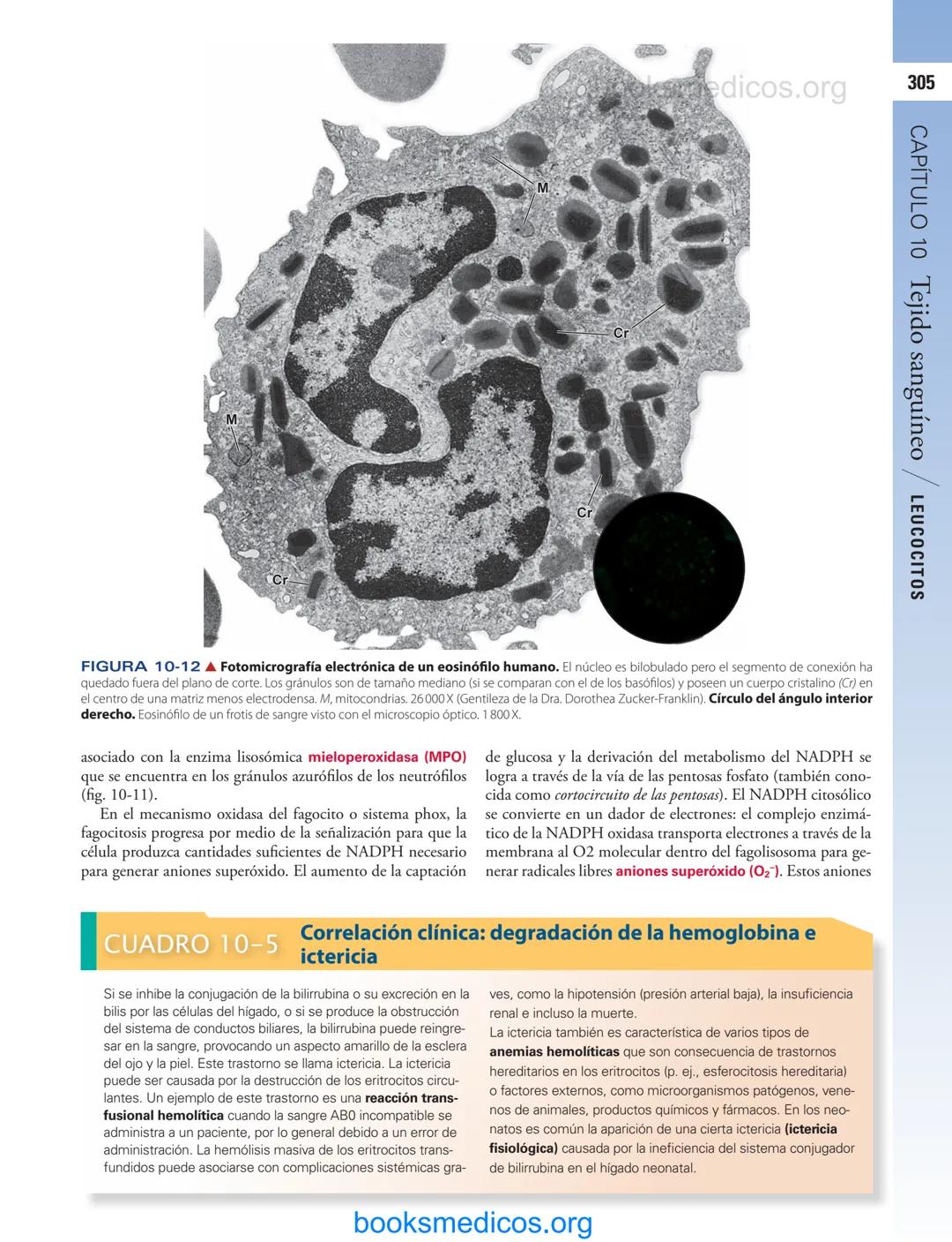 # 10
Tejido sanguíneo
sme
GENERALIDADES DE LA SANGRE/291
PLASMA/292
ERITROCITOS/294
LEUCOCITOS/300
Neutrófilos/300
Eosinófilos/307