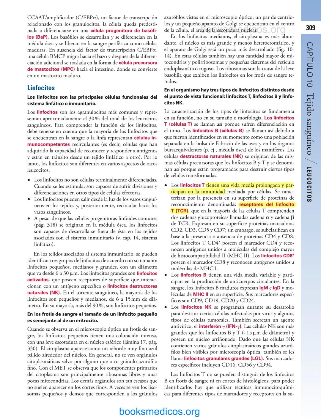 # 10
Tejido sanguíneo
sme
GENERALIDADES DE LA SANGRE/291
PLASMA/292
ERITROCITOS/294
LEUCOCITOS/300
Neutrófilos/300
Eosinófilos/307