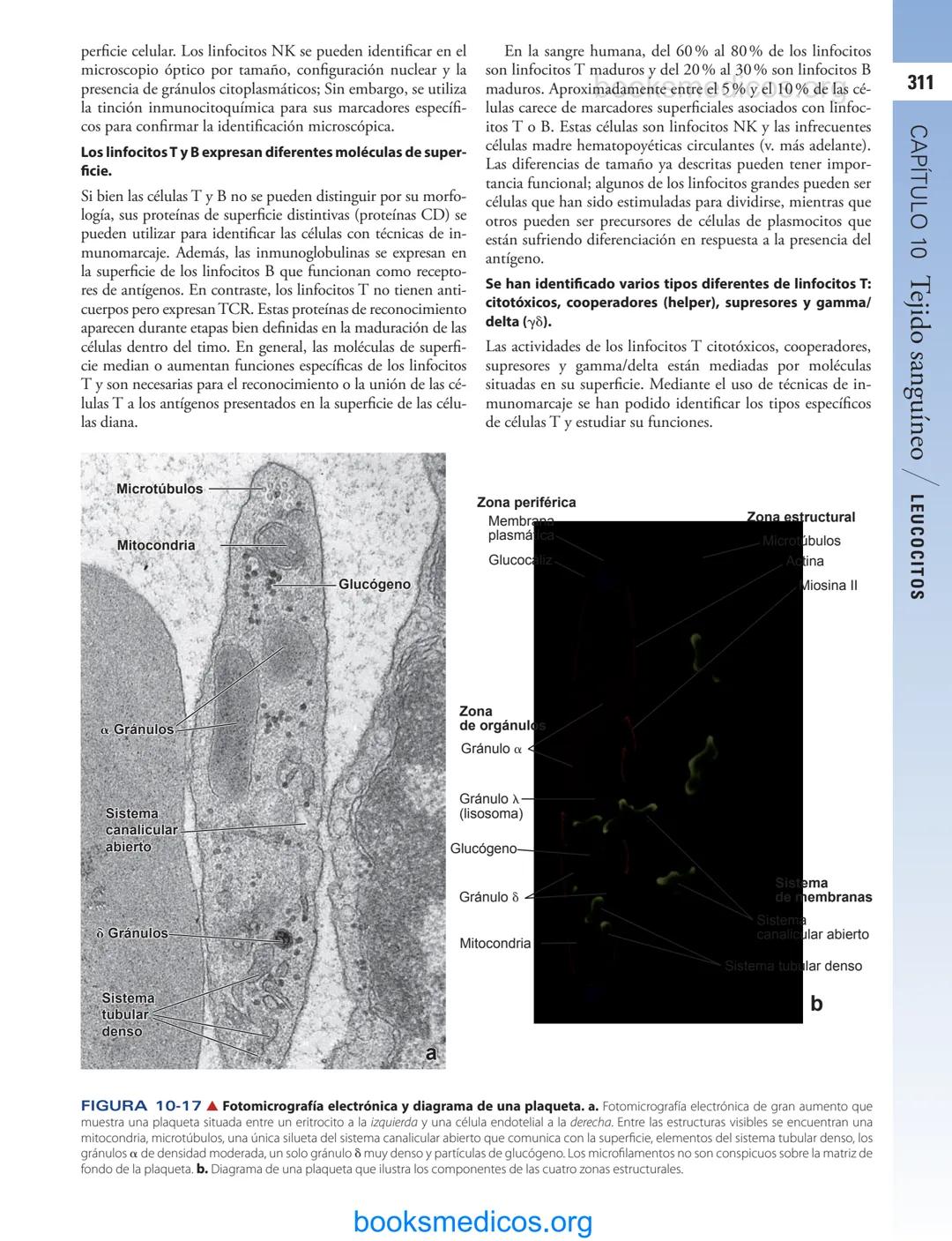 # 10
Tejido sanguíneo
sme
GENERALIDADES DE LA SANGRE/291
PLASMA/292
ERITROCITOS/294
LEUCOCITOS/300
Neutrófilos/300
Eosinófilos/307