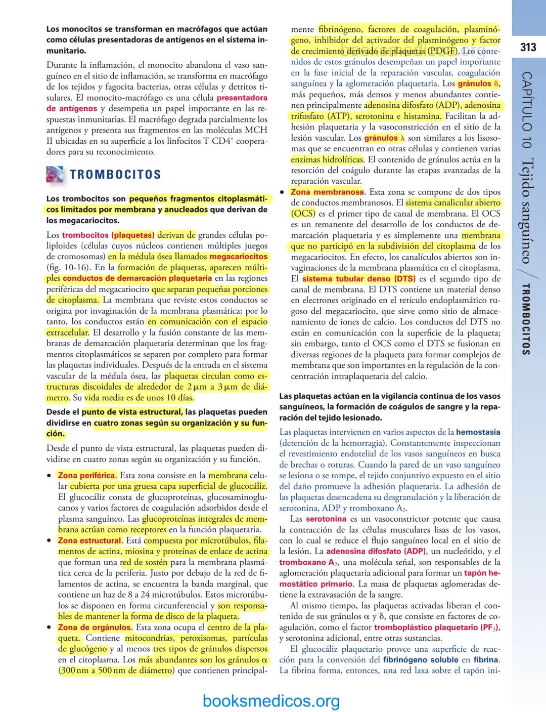 # 10
Tejido sanguíneo
sme
GENERALIDADES DE LA SANGRE/291
PLASMA/292
ERITROCITOS/294
LEUCOCITOS/300
Neutrófilos/300
Eosinófilos/307