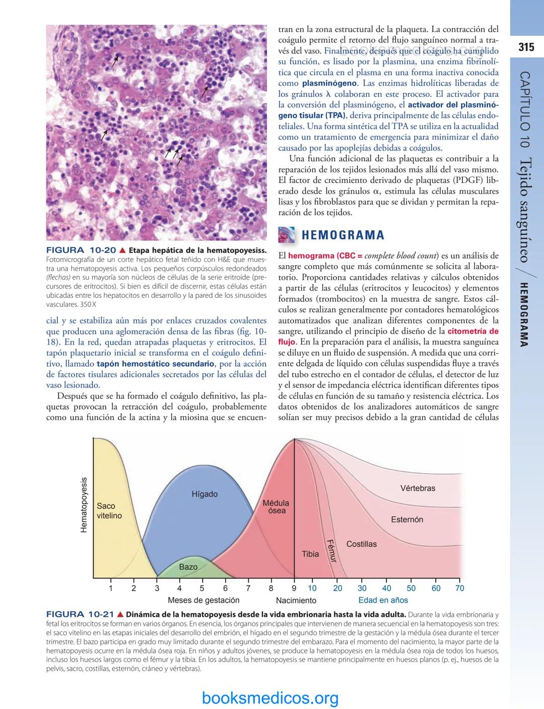# 10
Tejido sanguíneo
sme
GENERALIDADES DE LA SANGRE/291
PLASMA/292
ERITROCITOS/294
LEUCOCITOS/300
Neutrófilos/300
Eosinófilos/307