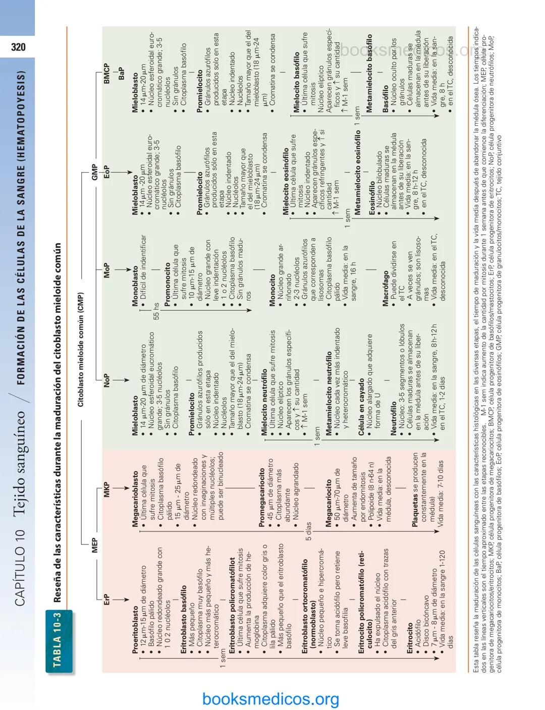 # 10
Tejido sanguíneo
sme
GENERALIDADES DE LA SANGRE/291
PLASMA/292
ERITROCITOS/294
LEUCOCITOS/300
Neutrófilos/300
Eosinófilos/307