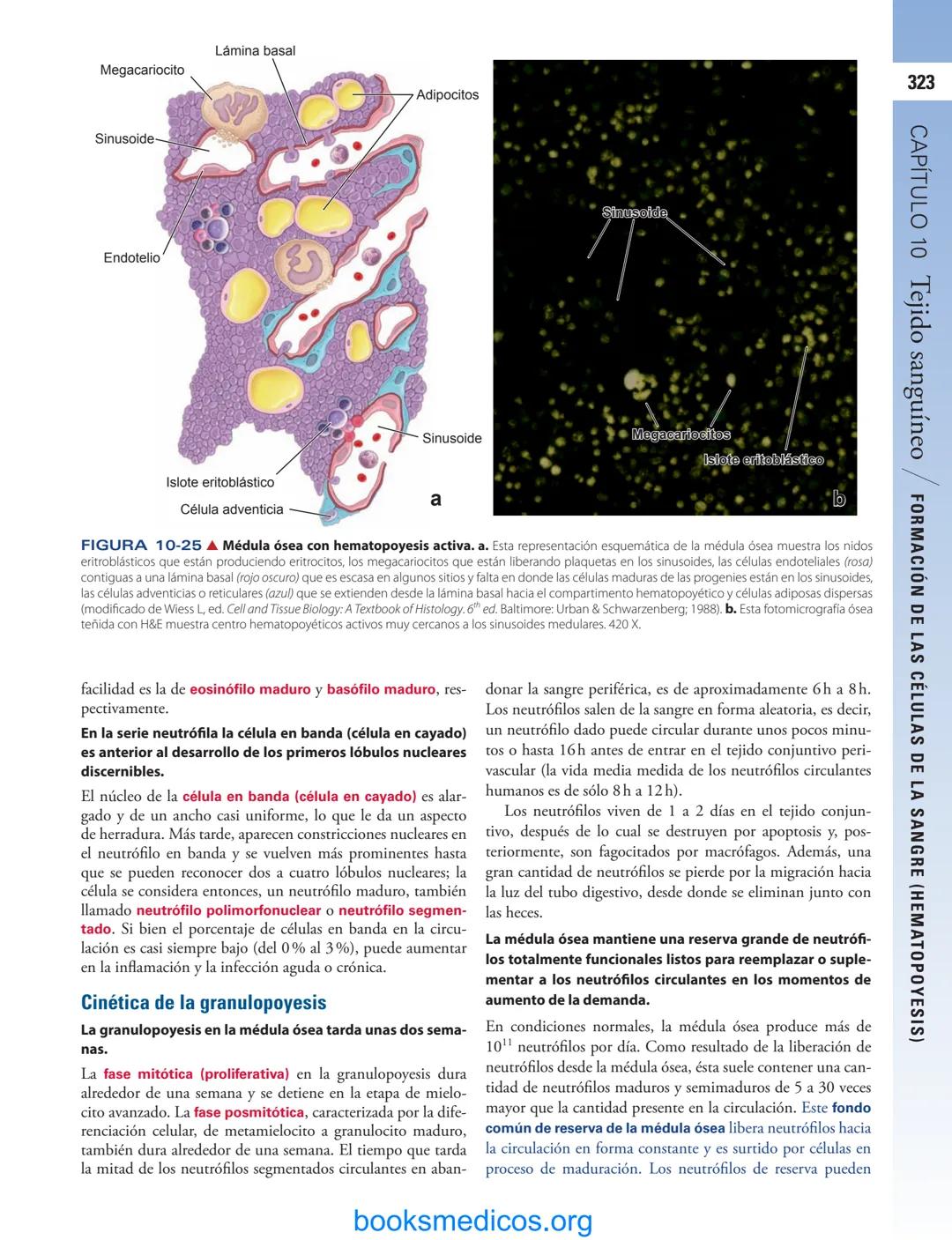 # 10
Tejido sanguíneo
sme
GENERALIDADES DE LA SANGRE/291
PLASMA/292
ERITROCITOS/294
LEUCOCITOS/300
Neutrófilos/300
Eosinófilos/307