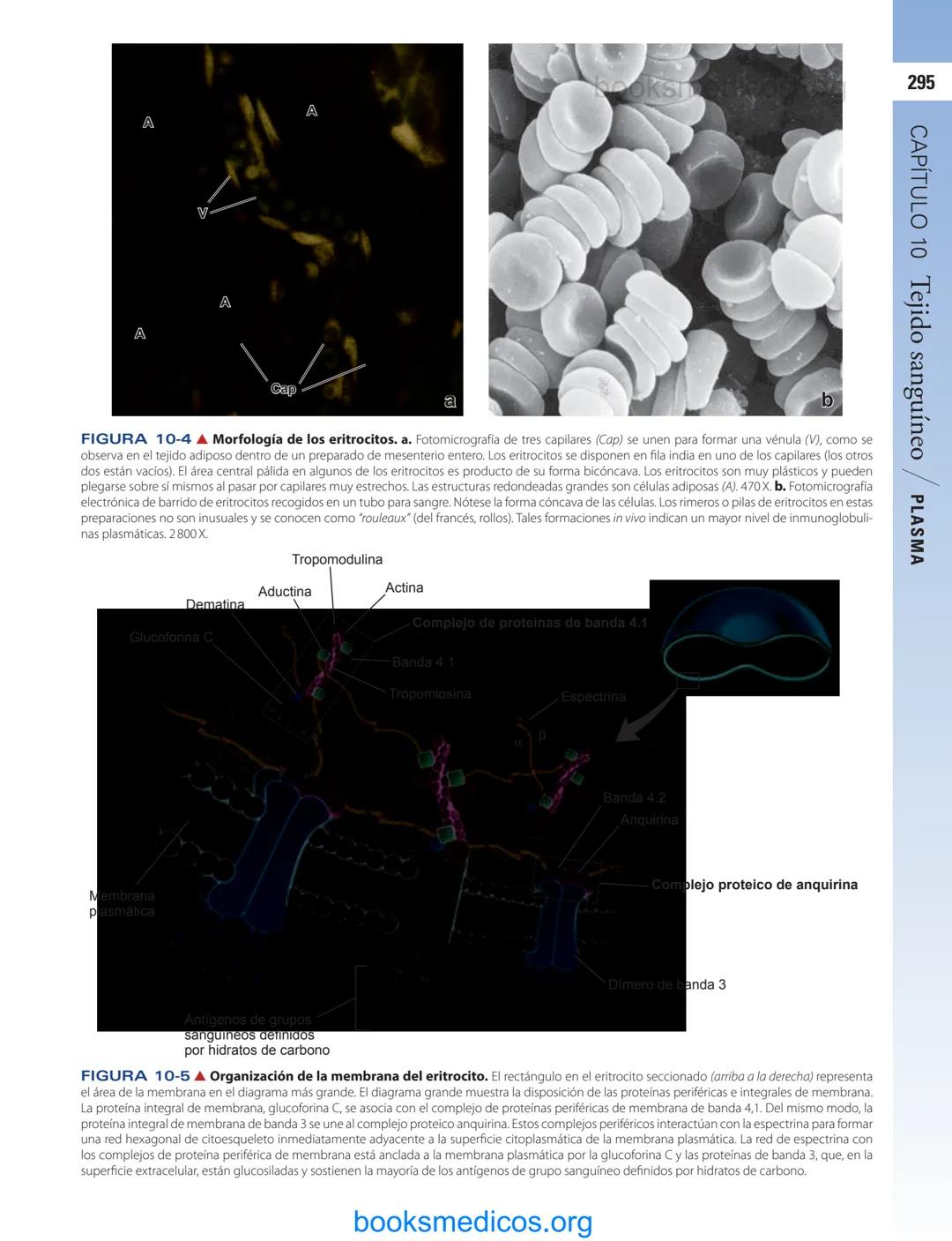 # 10
Tejido sanguíneo
sme
GENERALIDADES DE LA SANGRE/291
PLASMA/292
ERITROCITOS/294
LEUCOCITOS/300
Neutrófilos/300
Eosinófilos/307