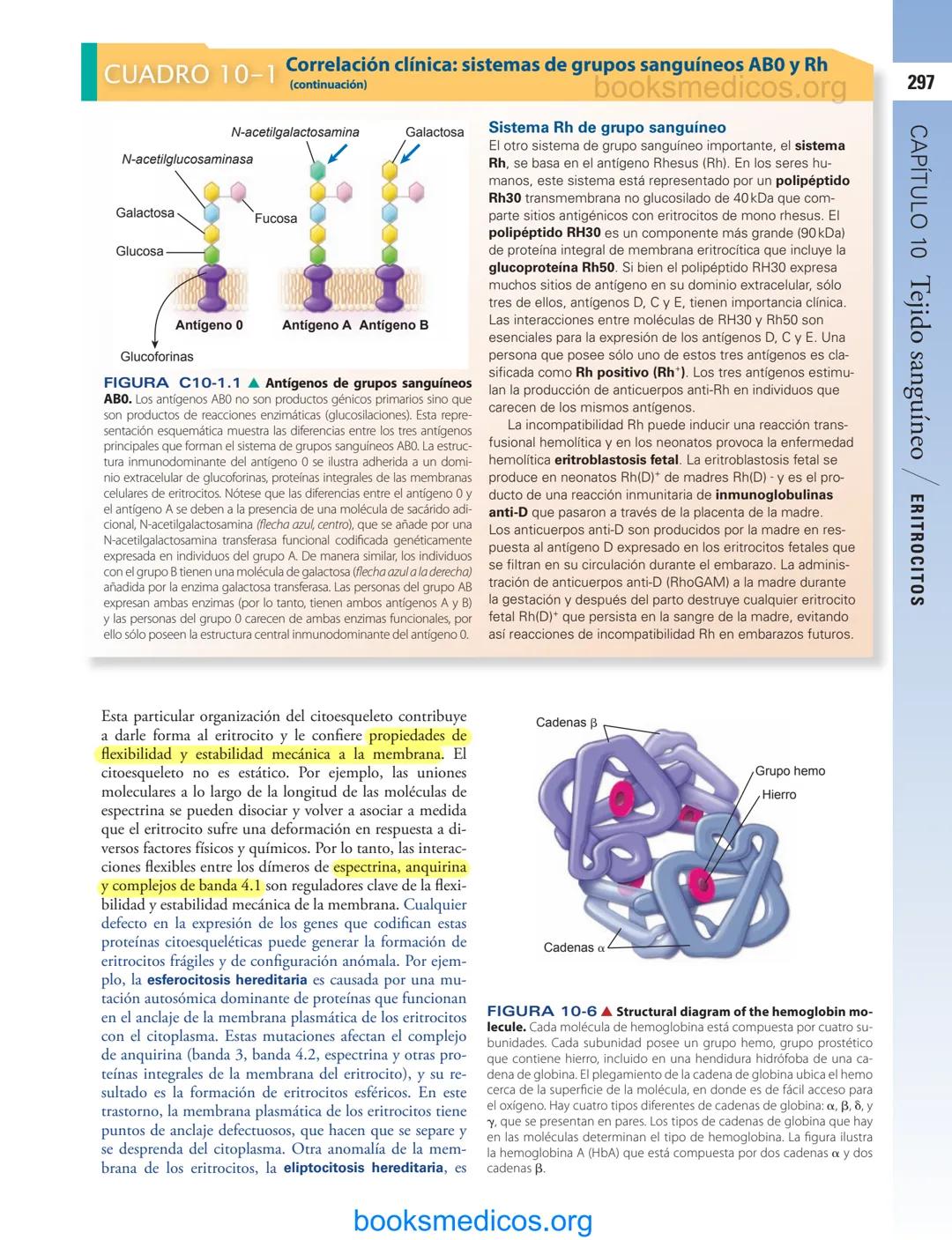 # 10
Tejido sanguíneo
sme
GENERALIDADES DE LA SANGRE/291
PLASMA/292
ERITROCITOS/294
LEUCOCITOS/300
Neutrófilos/300
Eosinófilos/307