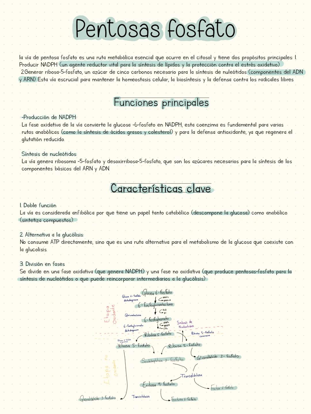 # NOTE
Book # XIAO XIN PAINTING
# HAPPY!
# LENE
# Metabolismo del glucógeno
# Book
# Lene Ya Glucogenesis
Síntesis del glucogeno
¿Dónd