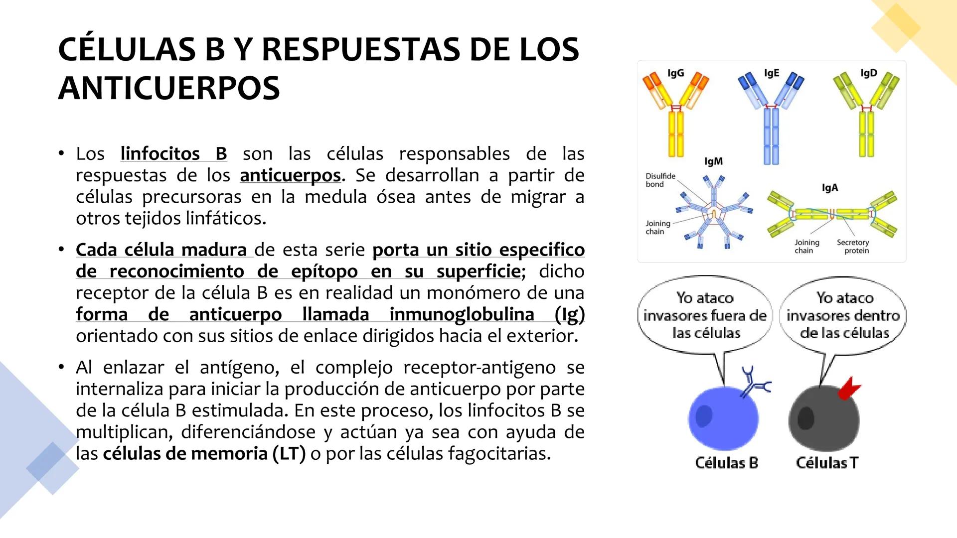 Sistema inmunitario
adaptativo
Específico # Objetivos
• Conocer la respuesta inmune
adaptativa en términos celulares
(línea linfoide)
- L