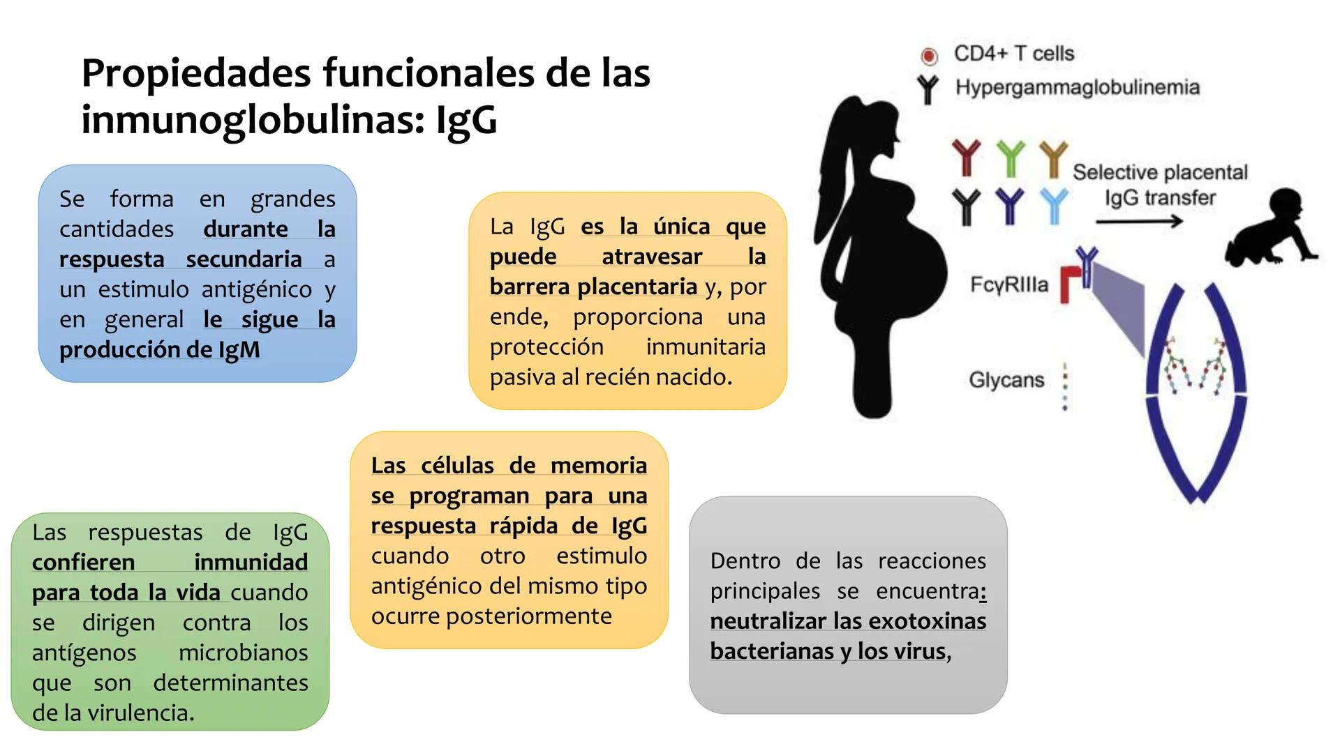 Sistema inmunitario
adaptativo
Específico # Objetivos
• Conocer la respuesta inmune
adaptativa en términos celulares
(línea linfoide)
- L