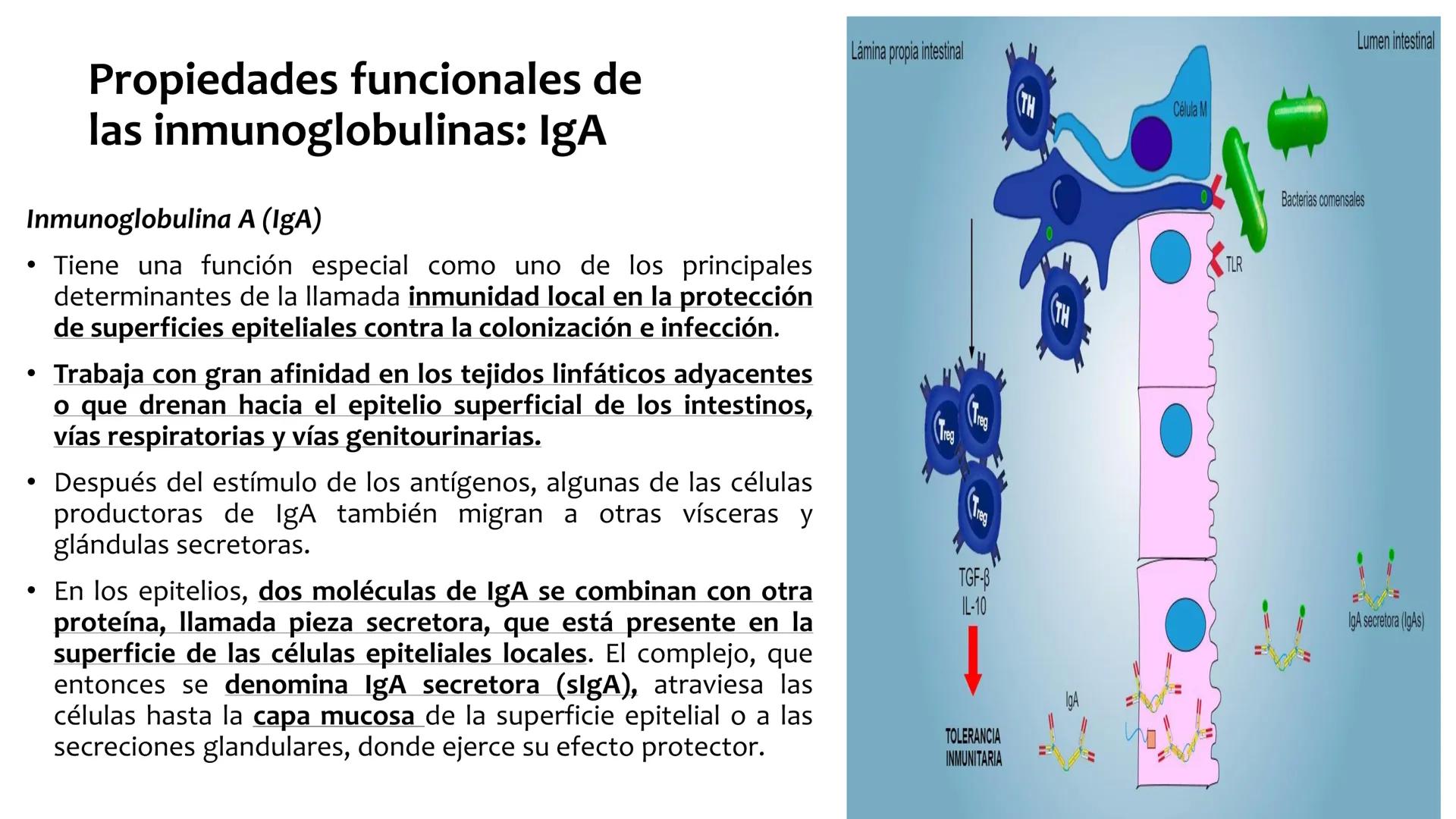 Sistema inmunitario
adaptativo
Específico # Objetivos
• Conocer la respuesta inmune
adaptativa en términos celulares
(línea linfoide)
- L