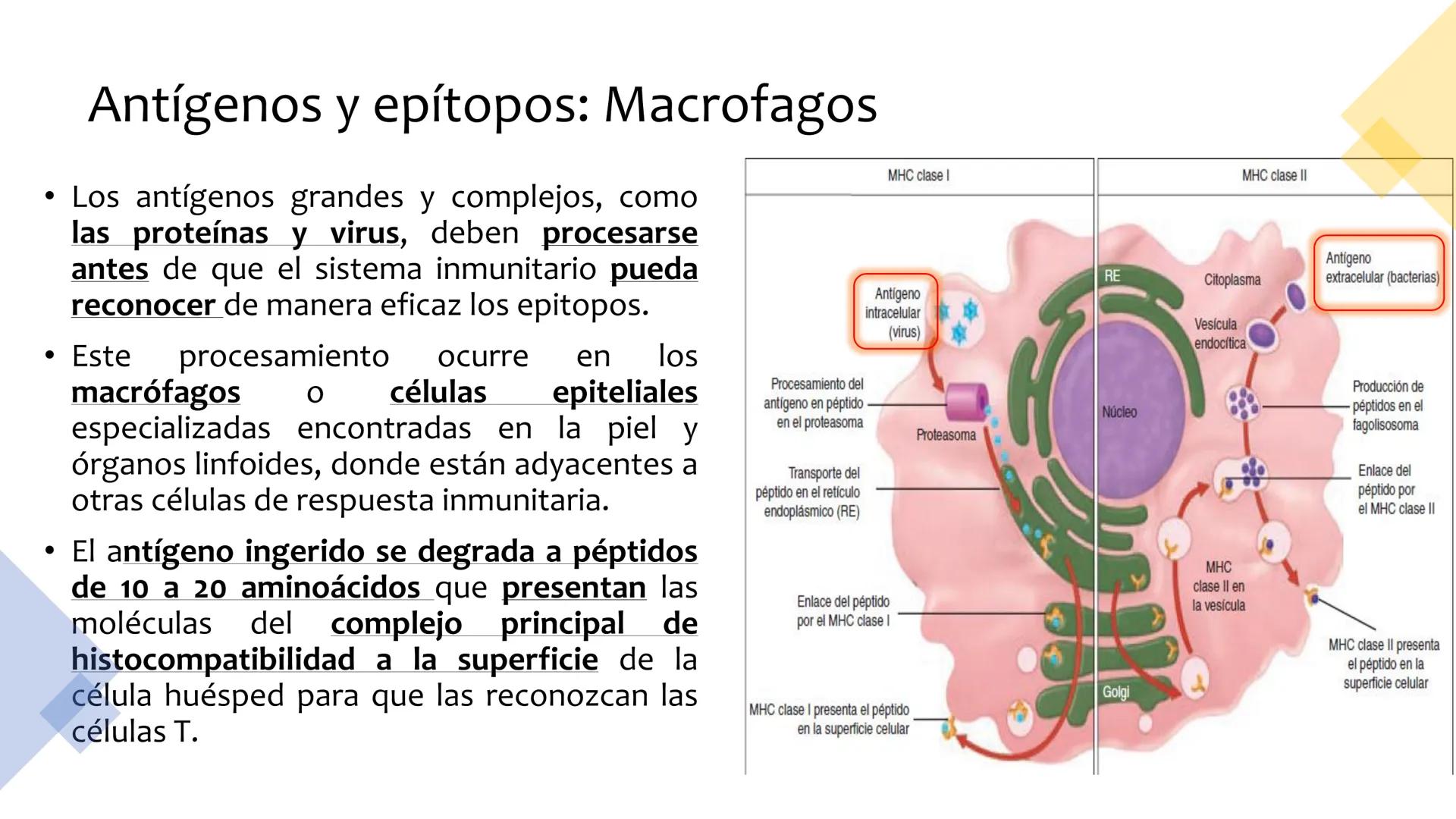 Sistema inmunitario
adaptativo
Específico # Objetivos
• Conocer la respuesta inmune
adaptativa en términos celulares
(línea linfoide)
- L