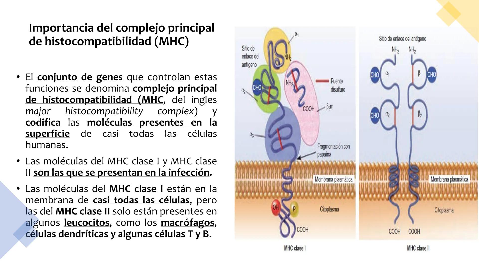 Sistema inmunitario
adaptativo
Específico # Objetivos
• Conocer la respuesta inmune
adaptativa en términos celulares
(línea linfoide)
- L