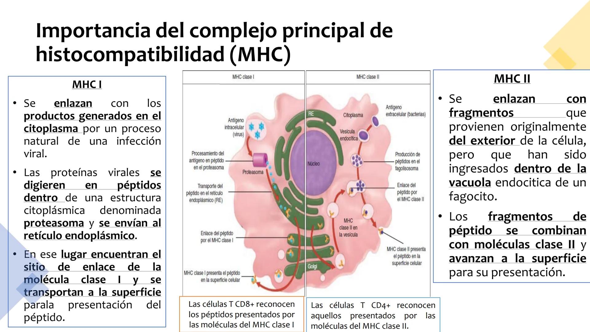 Sistema inmunitario
adaptativo
Específico # Objetivos
• Conocer la respuesta inmune
adaptativa en términos celulares
(línea linfoide)
- L