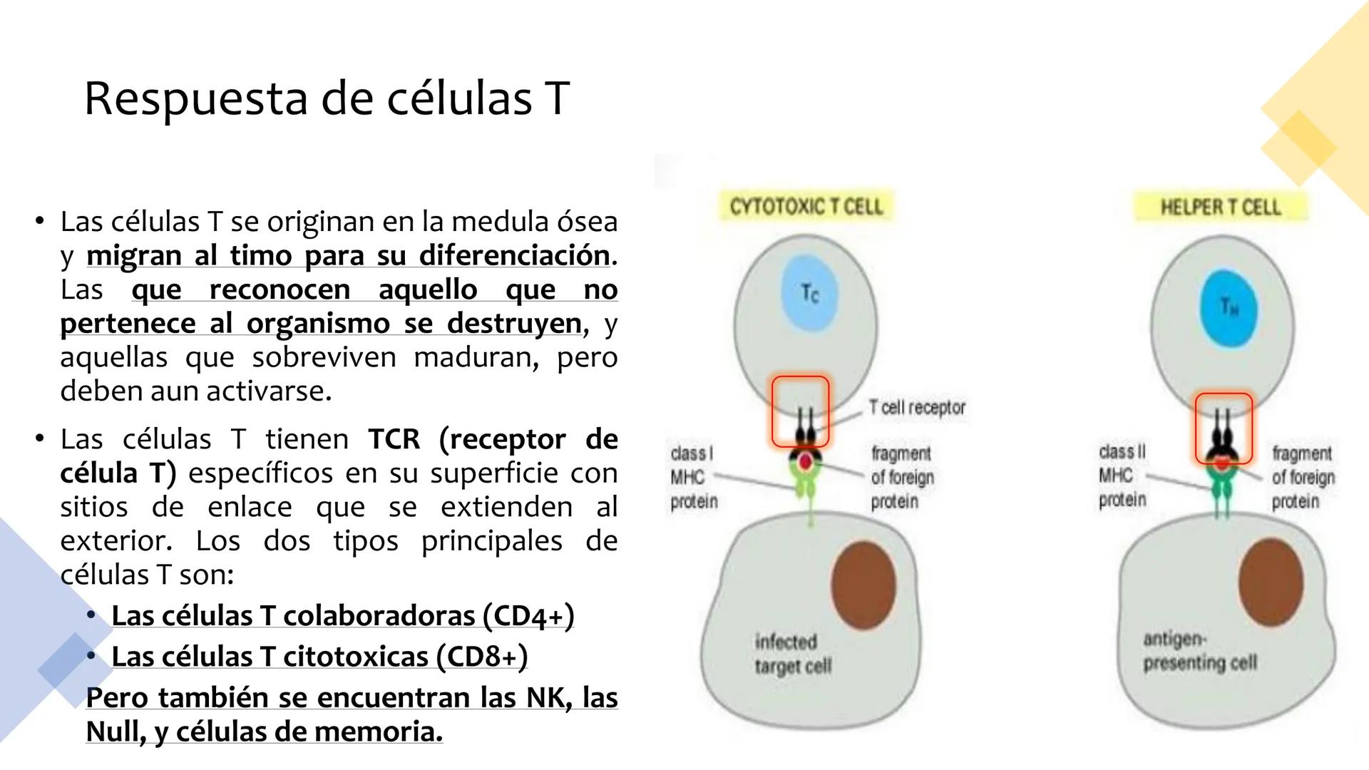 Sistema inmunitario
adaptativo
Específico # Objetivos
• Conocer la respuesta inmune
adaptativa en términos celulares
(línea linfoide)
- L