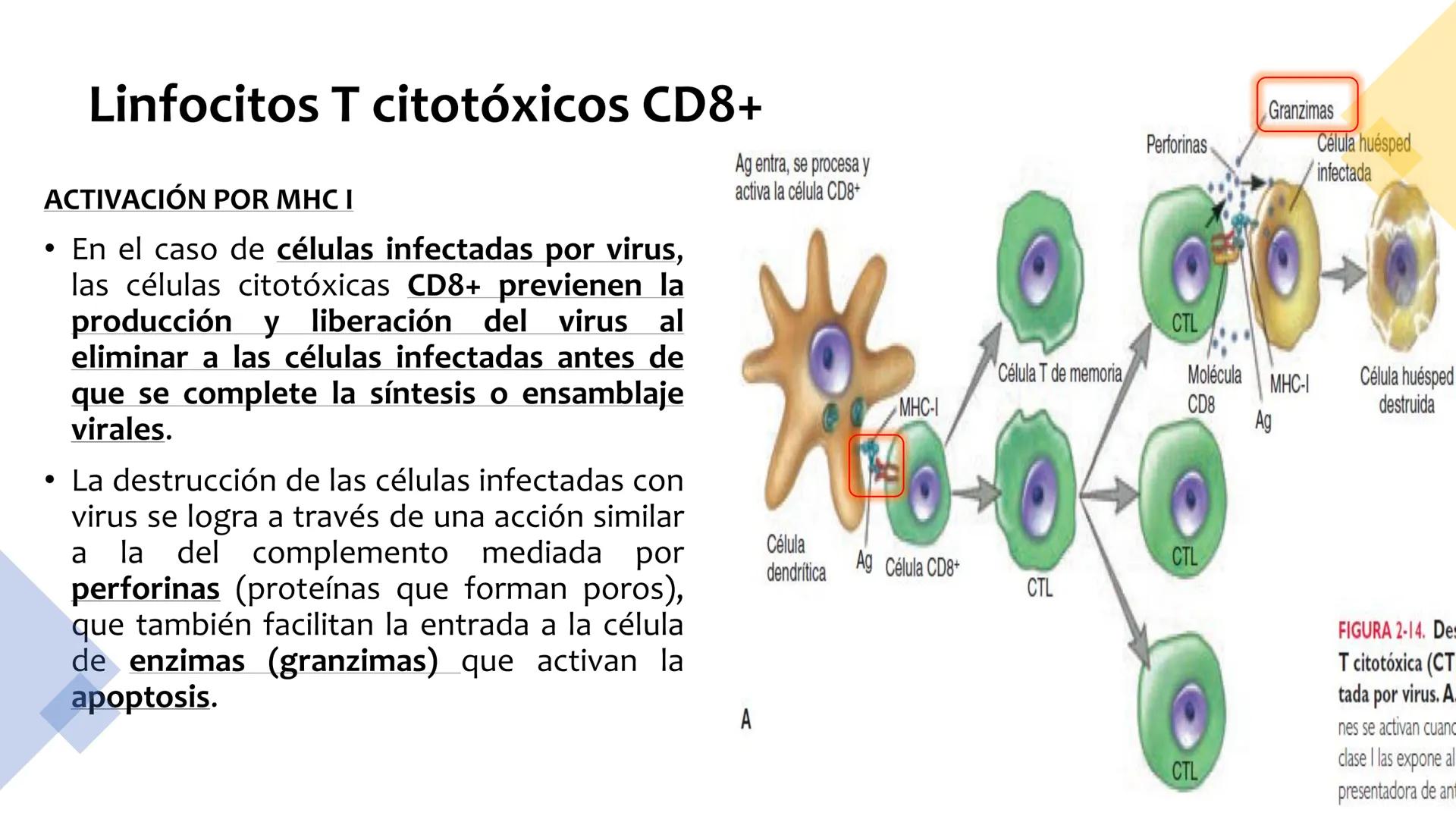 Sistema inmunitario
adaptativo
Específico # Objetivos
• Conocer la respuesta inmune
adaptativa en términos celulares
(línea linfoide)
- L