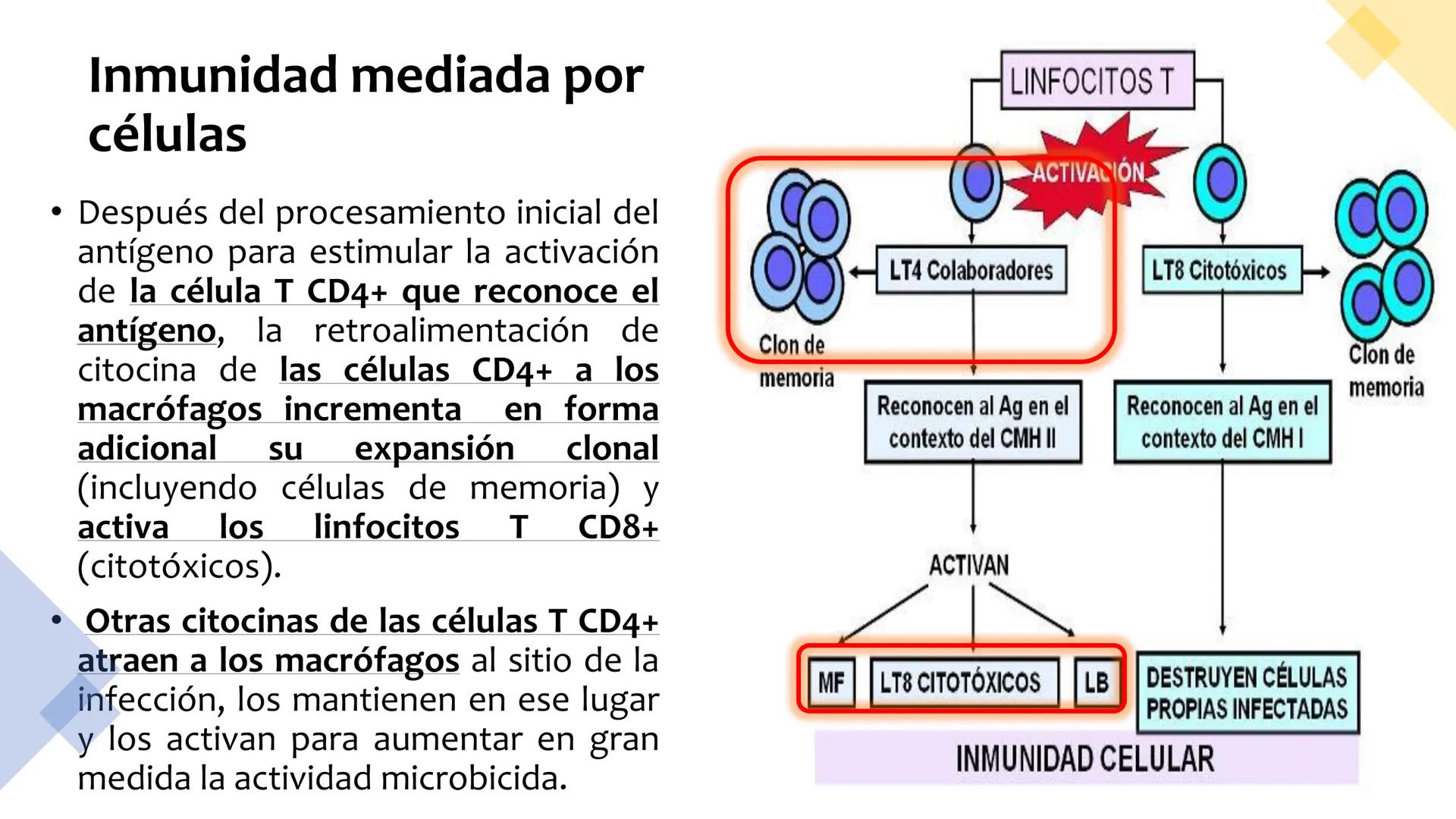 Sistema inmunitario
adaptativo
Específico # Objetivos
• Conocer la respuesta inmune
adaptativa en términos celulares
(línea linfoide)
- L