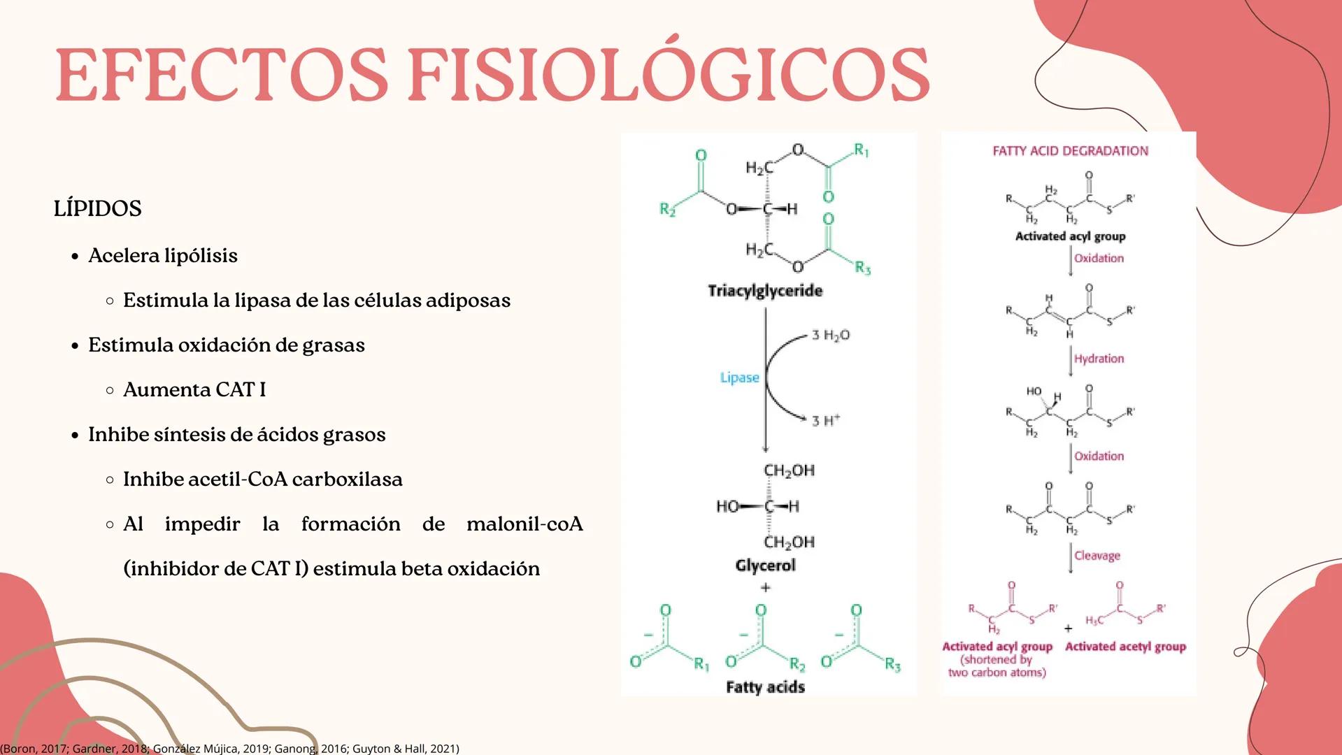 UNIVERSIDAD DE GUADALAJARA
* PIENSA Y
*
TRABAJA
*
UNIVERSIDAD DE GUADALAJARA
CENTRO UNIVERSITARIO DE CIENCIAS DE LA SALUD
CUCS
GLUCAGÓN, SOM
