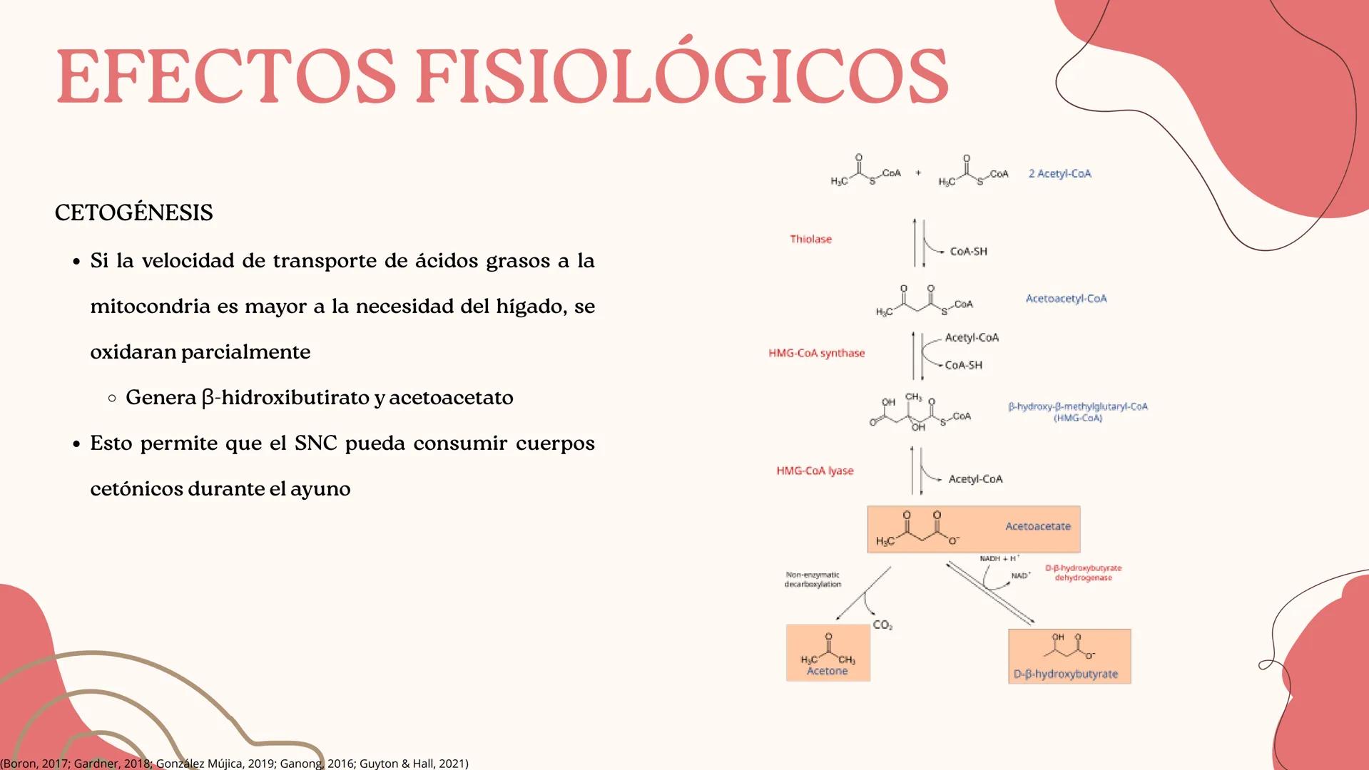 UNIVERSIDAD DE GUADALAJARA
* PIENSA Y
*
TRABAJA
*
UNIVERSIDAD DE GUADALAJARA
CENTRO UNIVERSITARIO DE CIENCIAS DE LA SALUD
CUCS
GLUCAGÓN, SOM