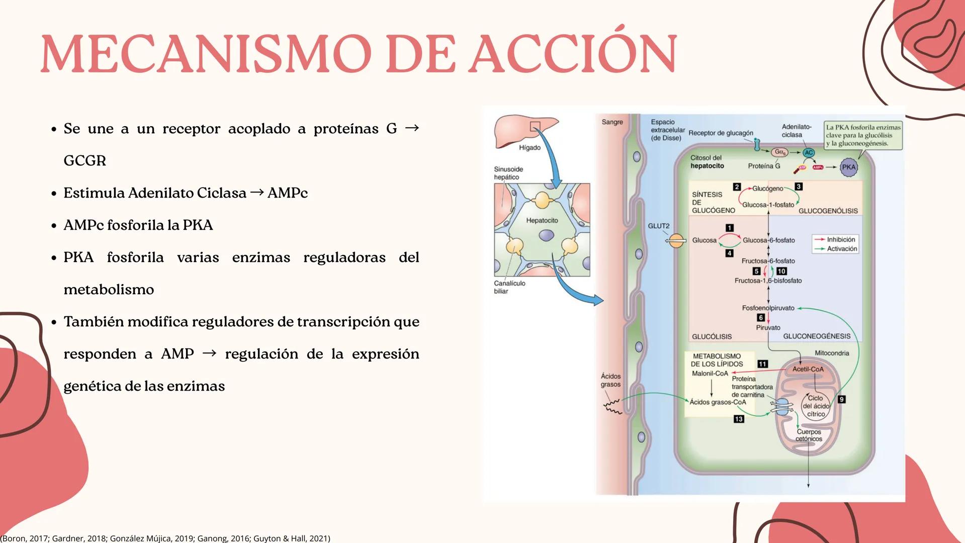 UNIVERSIDAD DE GUADALAJARA
* PIENSA Y
*
TRABAJA
*
UNIVERSIDAD DE GUADALAJARA
CENTRO UNIVERSITARIO DE CIENCIAS DE LA SALUD
CUCS
GLUCAGÓN, SOM