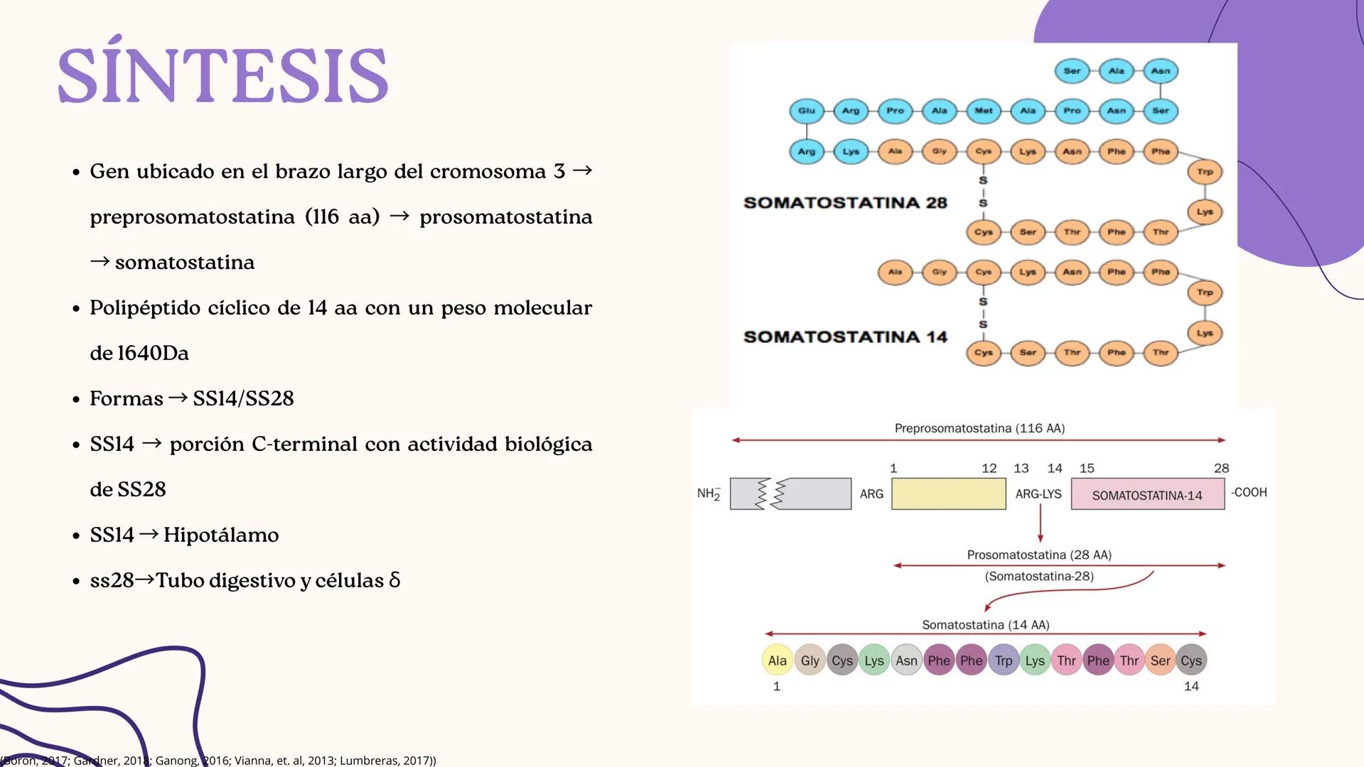 UNIVERSIDAD DE GUADALAJARA
* PIENSA Y
*
TRABAJA
*
UNIVERSIDAD DE GUADALAJARA
CENTRO UNIVERSITARIO DE CIENCIAS DE LA SALUD
CUCS
GLUCAGÓN, SOM