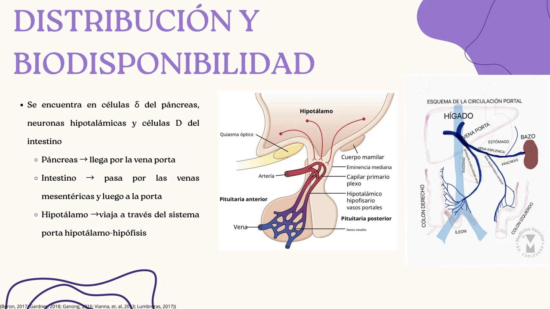 UNIVERSIDAD DE GUADALAJARA
* PIENSA Y
*
TRABAJA
*
UNIVERSIDAD DE GUADALAJARA
CENTRO UNIVERSITARIO DE CIENCIAS DE LA SALUD
CUCS
GLUCAGÓN, SOM