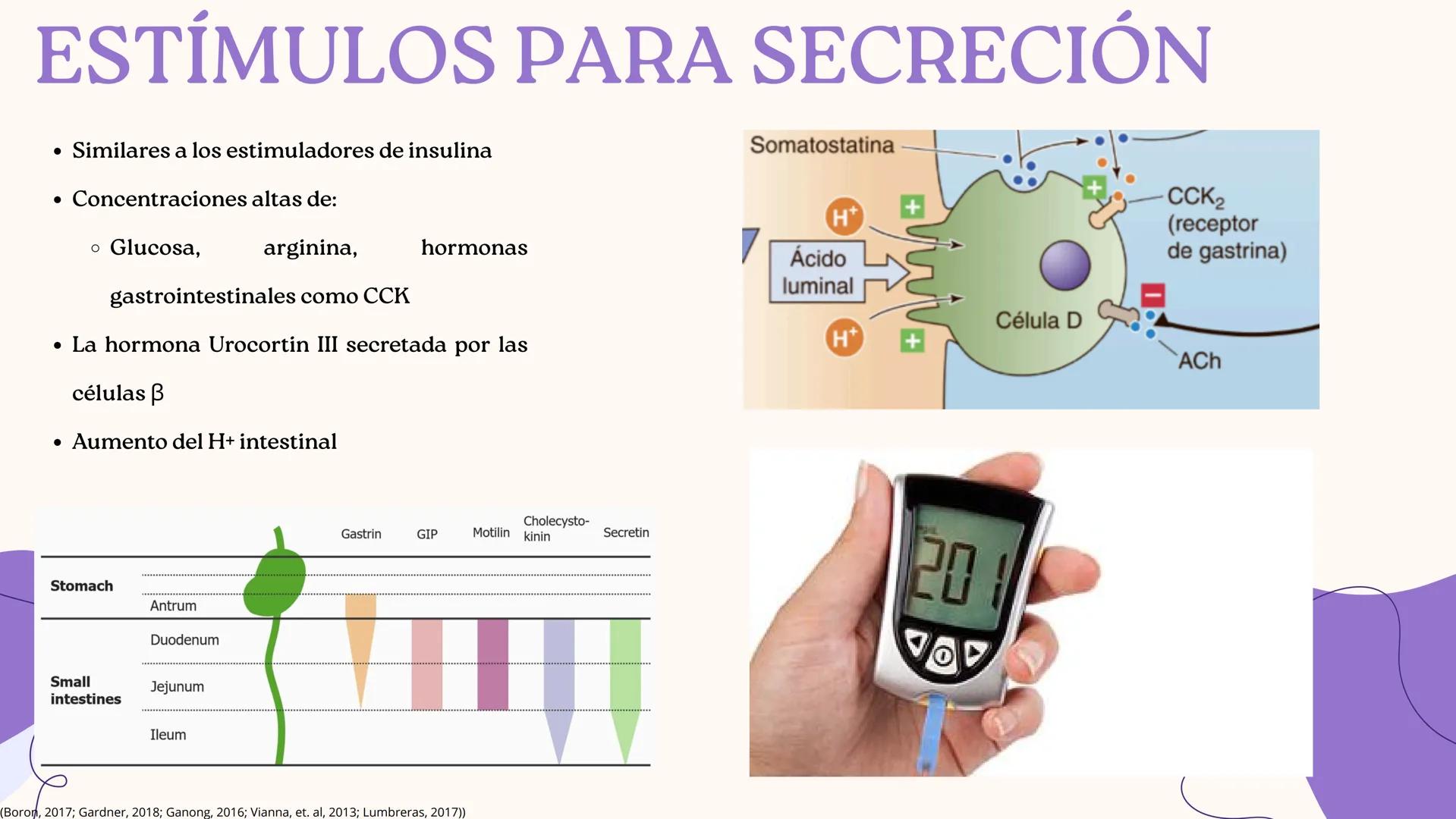 UNIVERSIDAD DE GUADALAJARA
* PIENSA Y
*
TRABAJA
*
UNIVERSIDAD DE GUADALAJARA
CENTRO UNIVERSITARIO DE CIENCIAS DE LA SALUD
CUCS
GLUCAGÓN, SOM