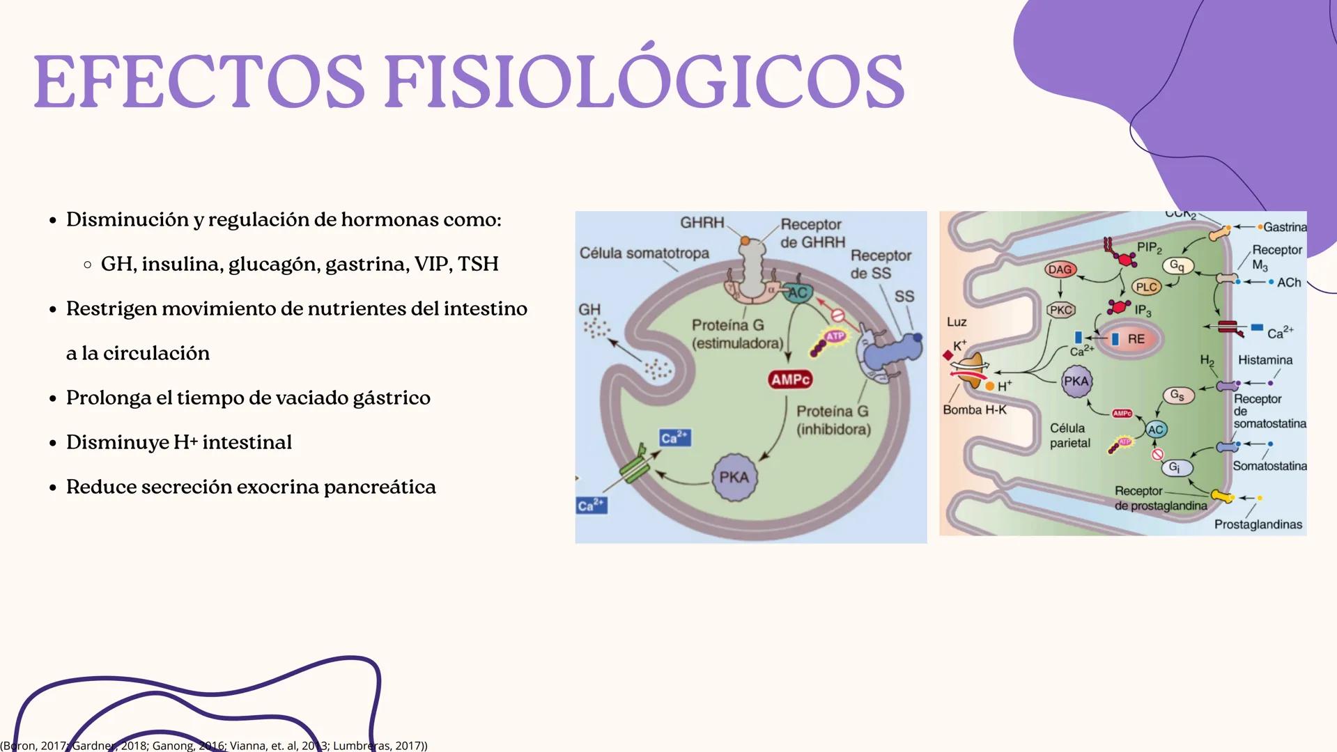UNIVERSIDAD DE GUADALAJARA
* PIENSA Y
*
TRABAJA
*
UNIVERSIDAD DE GUADALAJARA
CENTRO UNIVERSITARIO DE CIENCIAS DE LA SALUD
CUCS
GLUCAGÓN, SOM
