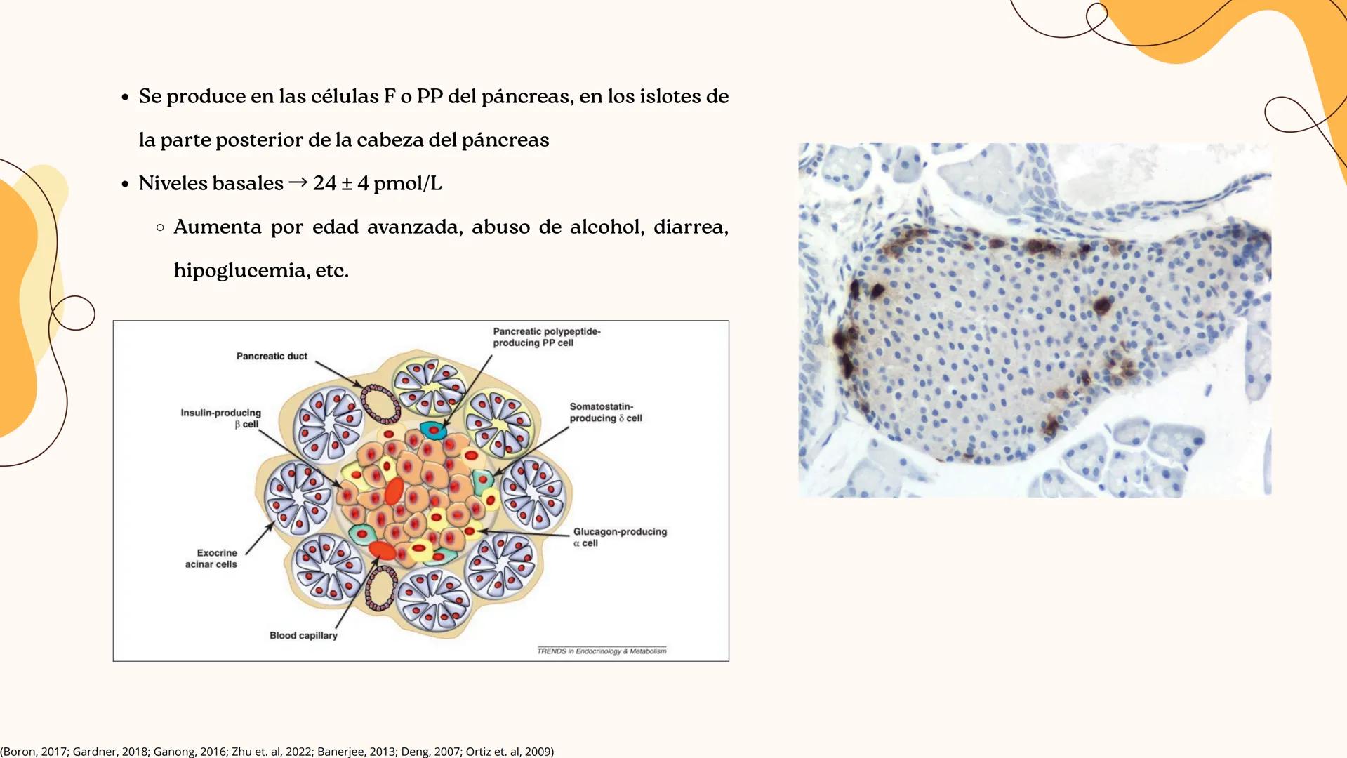 UNIVERSIDAD DE GUADALAJARA
* PIENSA Y
*
TRABAJA
*
UNIVERSIDAD DE GUADALAJARA
CENTRO UNIVERSITARIO DE CIENCIAS DE LA SALUD
CUCS
GLUCAGÓN, SOM