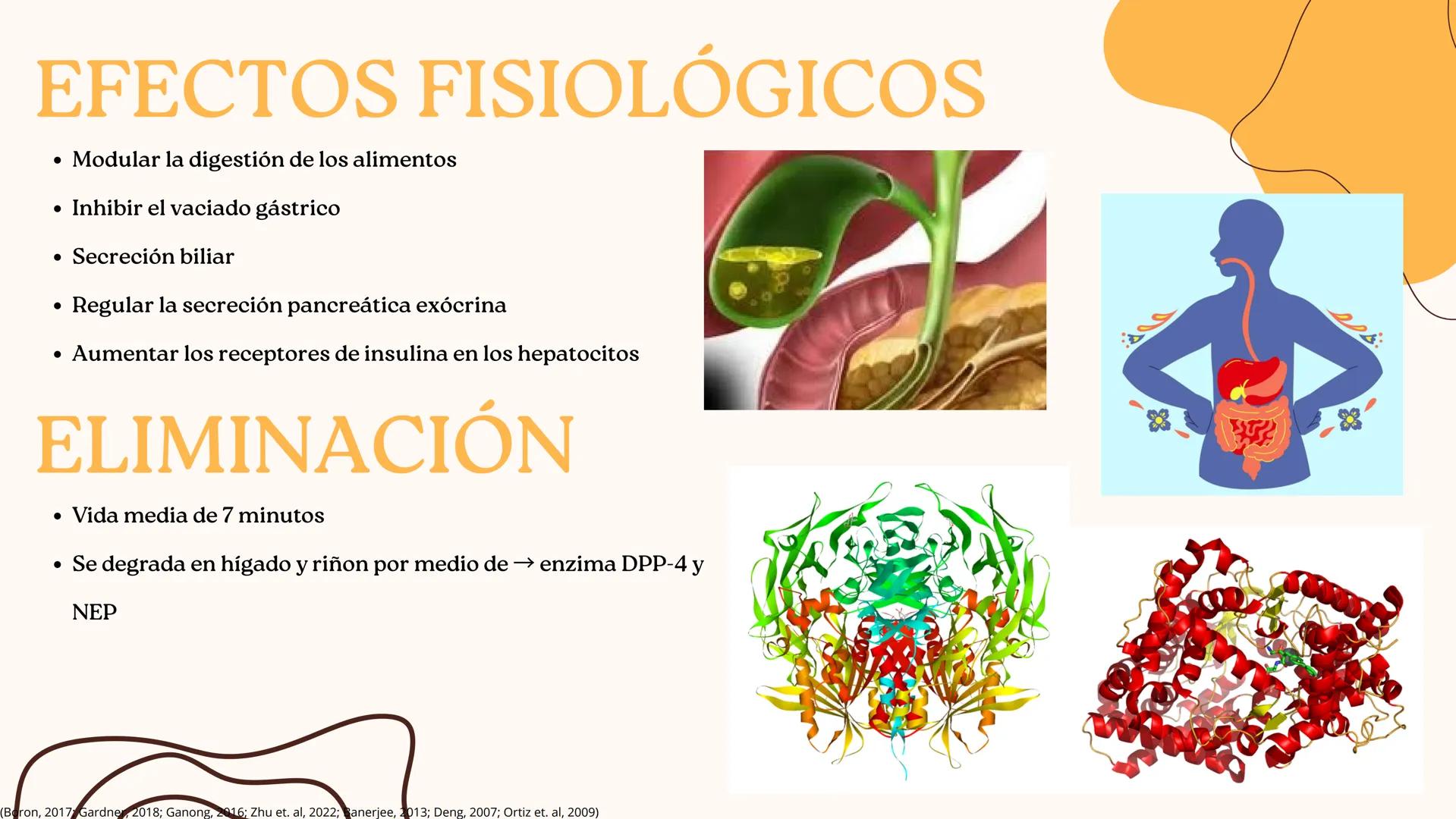 UNIVERSIDAD DE GUADALAJARA
* PIENSA Y
*
TRABAJA
*
UNIVERSIDAD DE GUADALAJARA
CENTRO UNIVERSITARIO DE CIENCIAS DE LA SALUD
CUCS
GLUCAGÓN, SOM